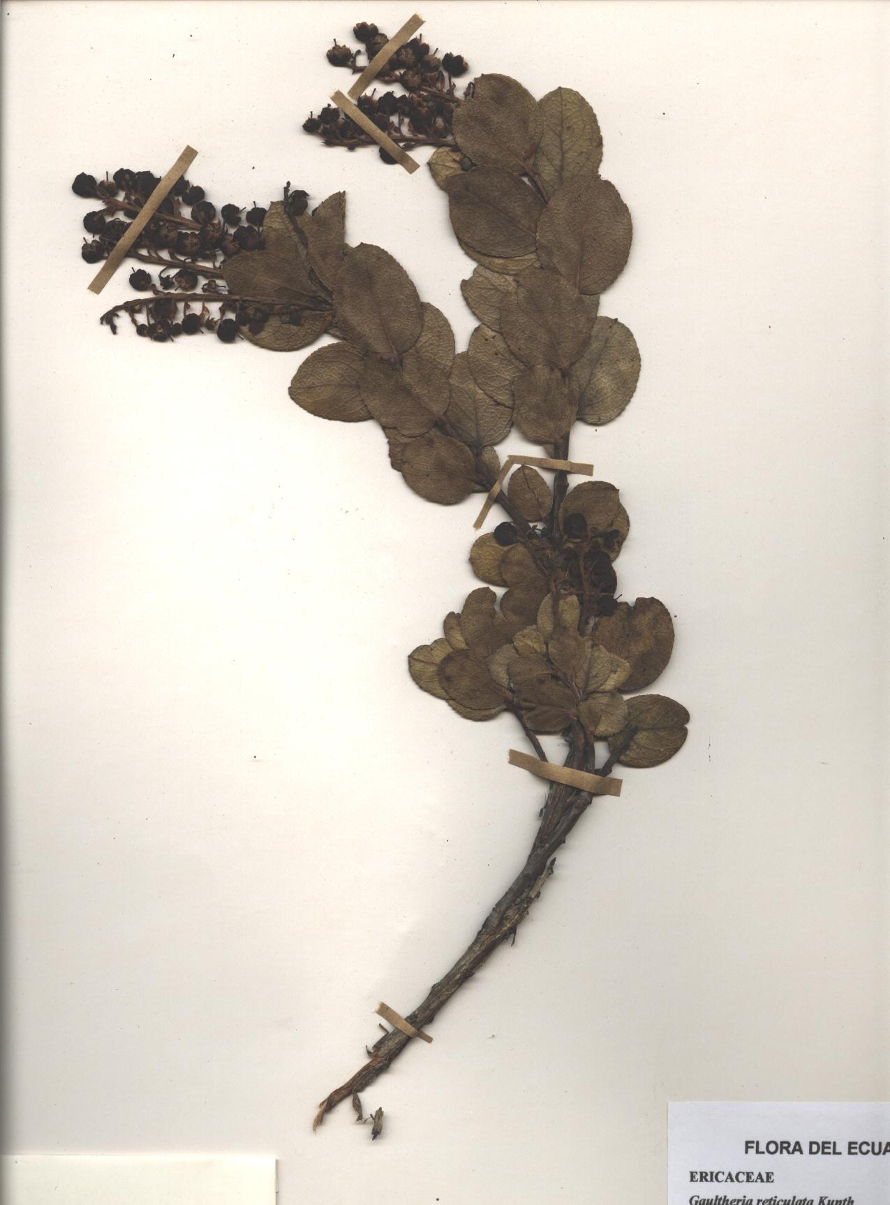 Gaultheria reticulata Kunth