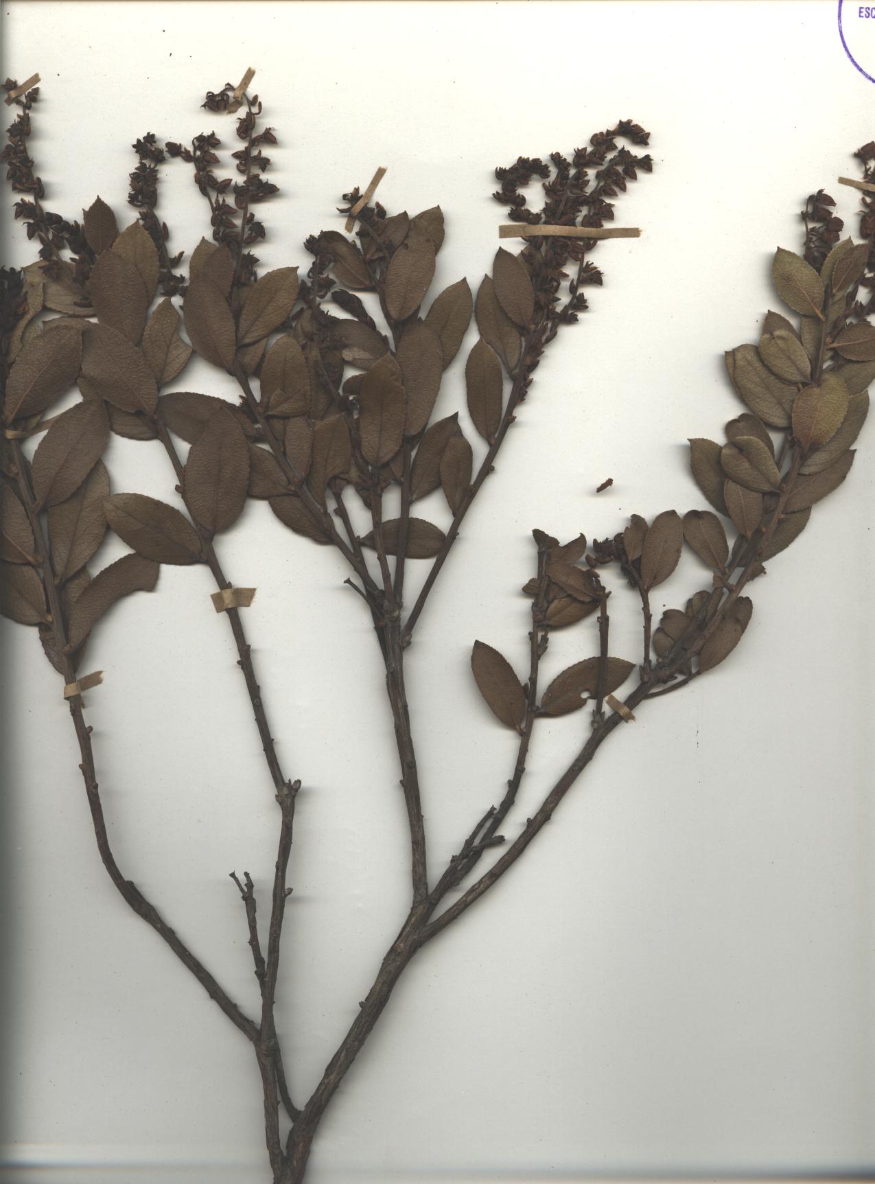 Gaultheria reticulata Kunth