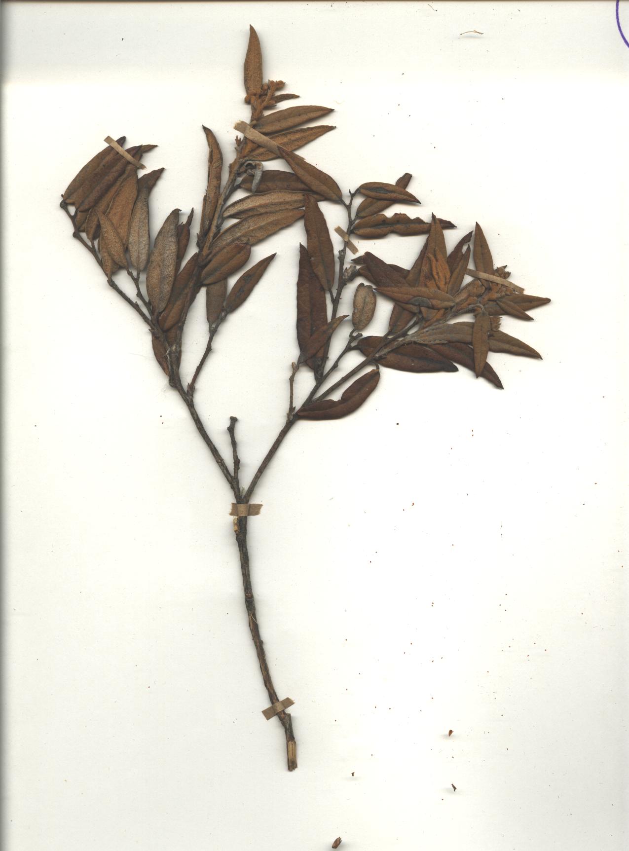 Gaultheria tomentosa Kunth