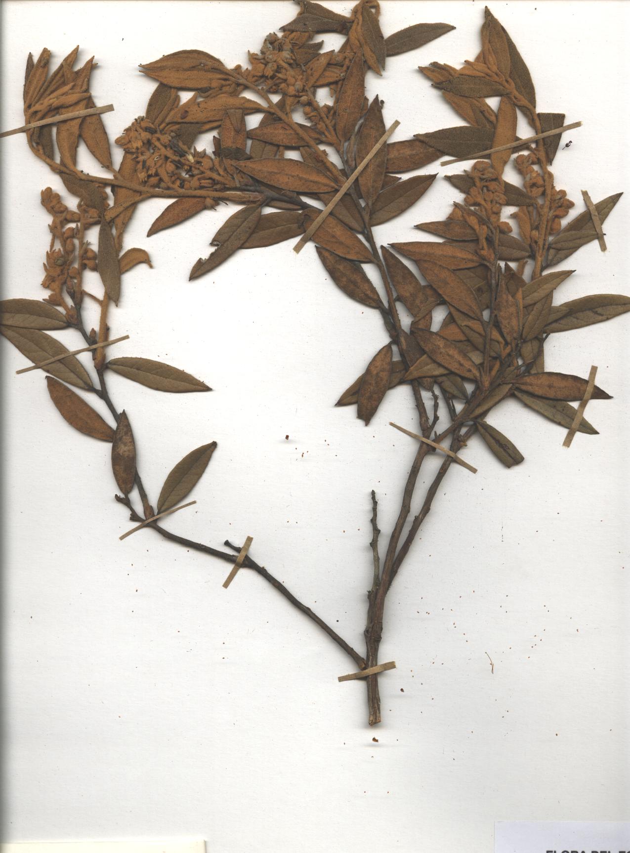 Gaultheria tomentosa Kunth