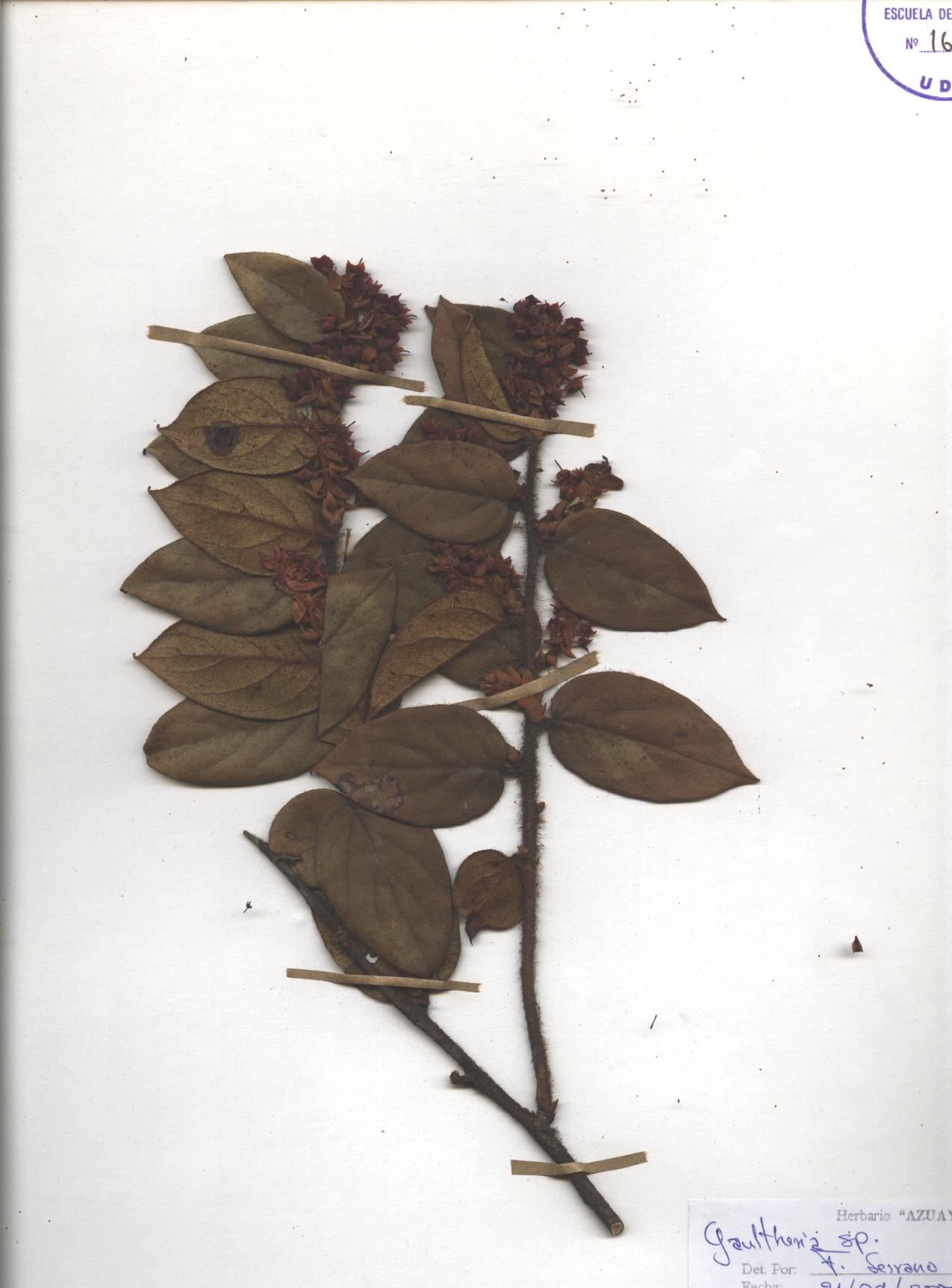 Gaultheria sp. SIN DETERMINAR