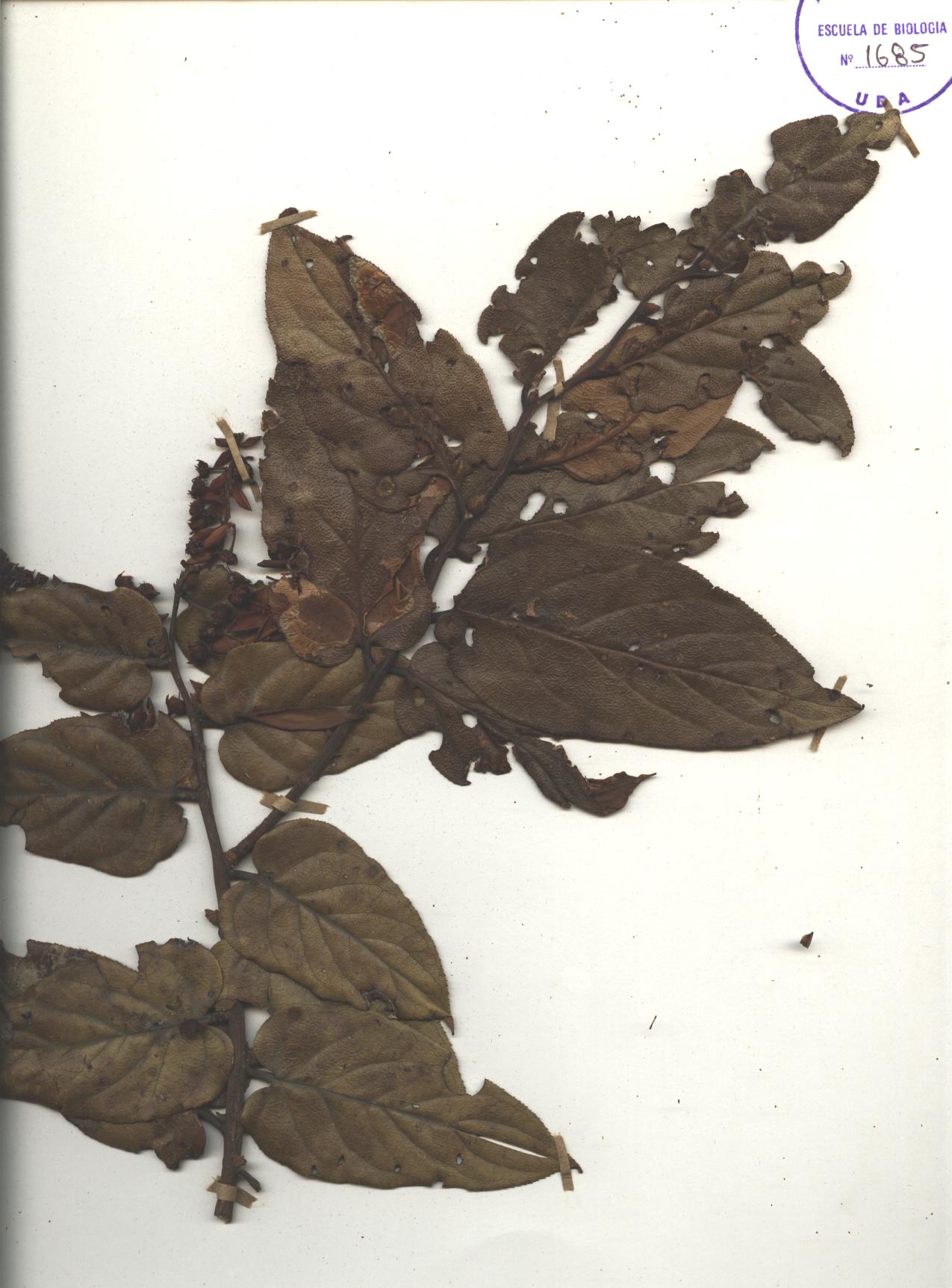 Gaultheria sp. SIN DETERMINAR