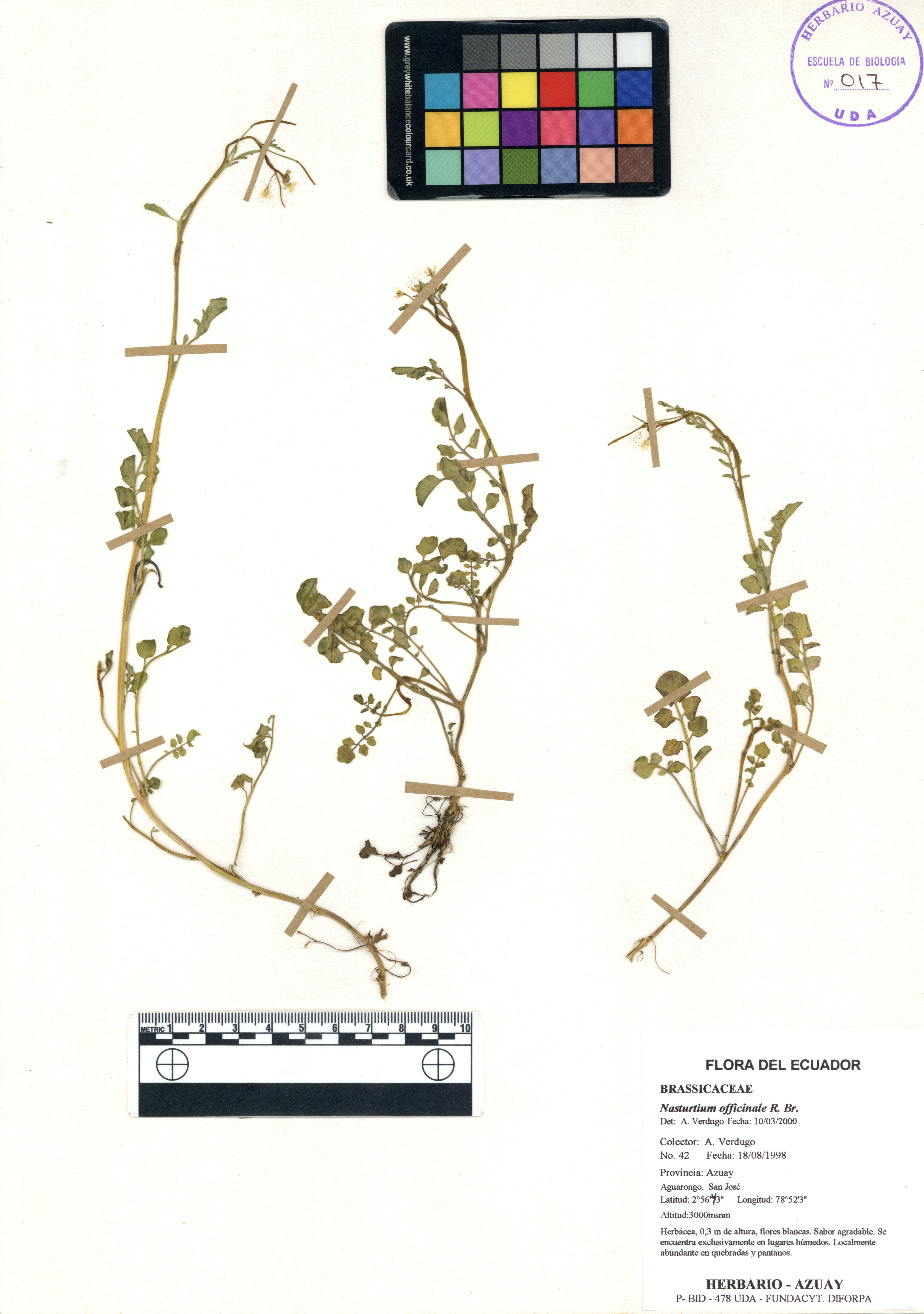 Nasturtium officinale R. Br.