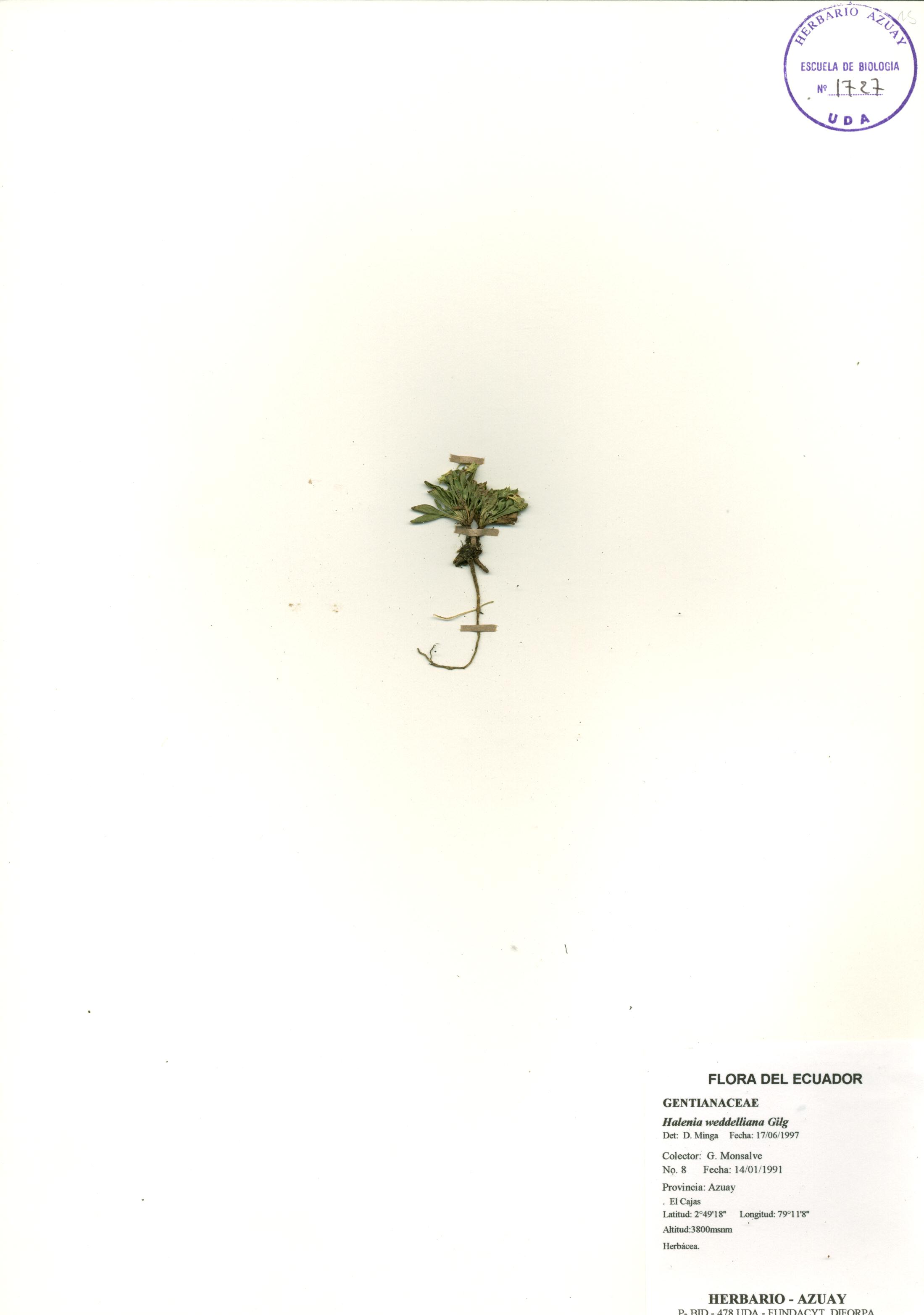 Halenia weddelliana Gilg