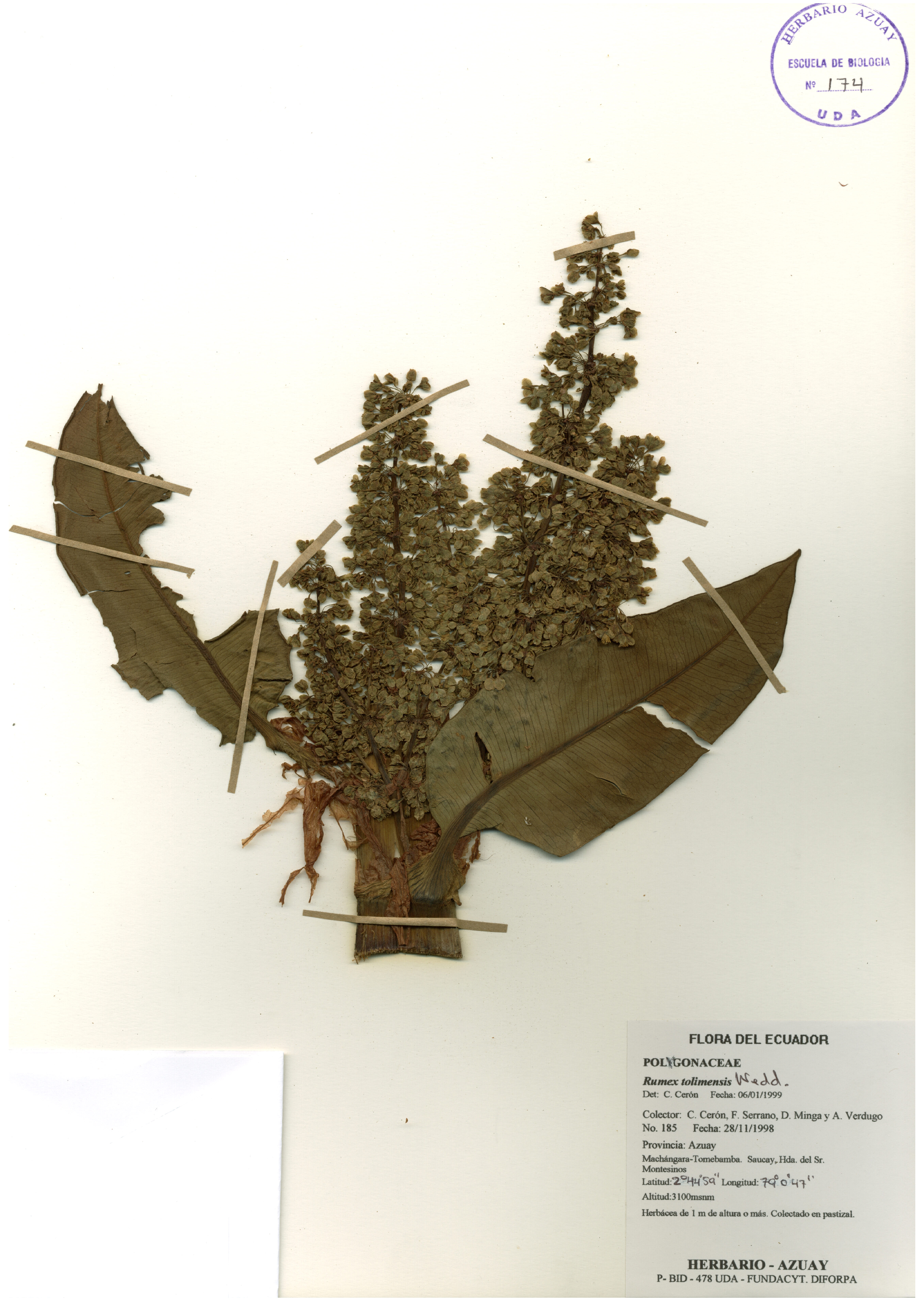 Rumex tolimensis Wedd.