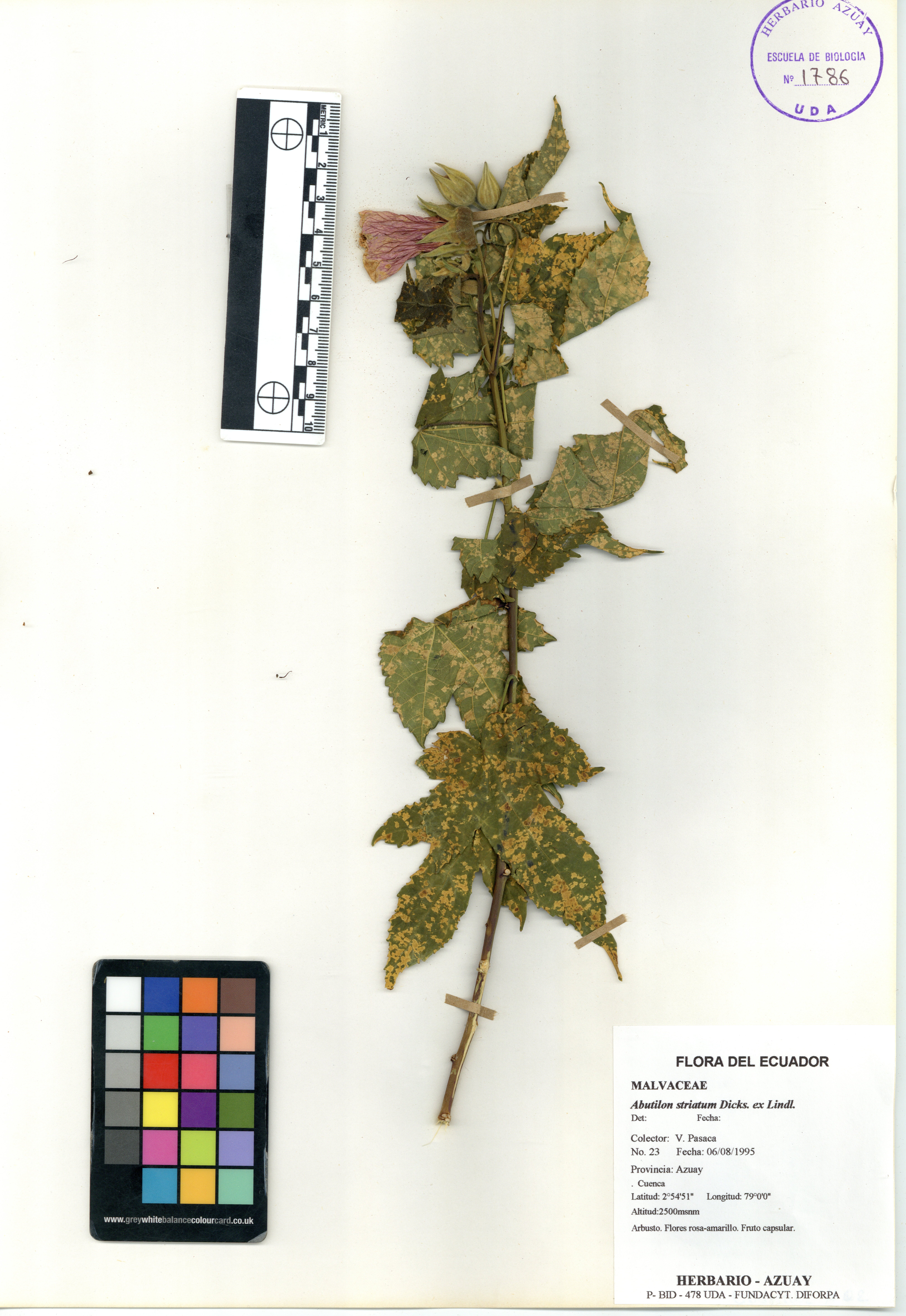 Abutilon striatum Dicks. ex Lindl.
