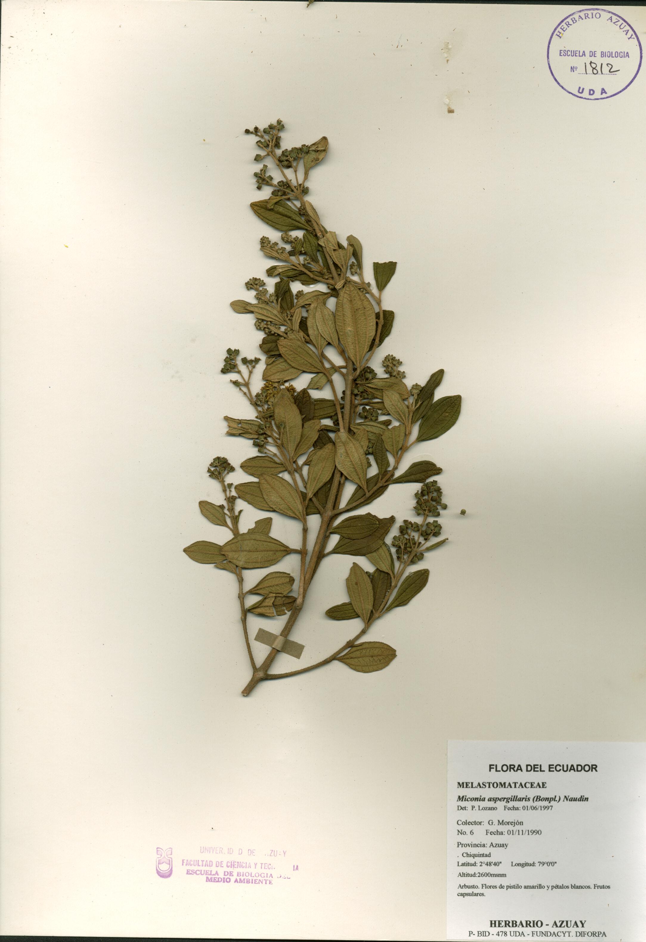 Miconia aspergillaris (Bonpl.) Naudin