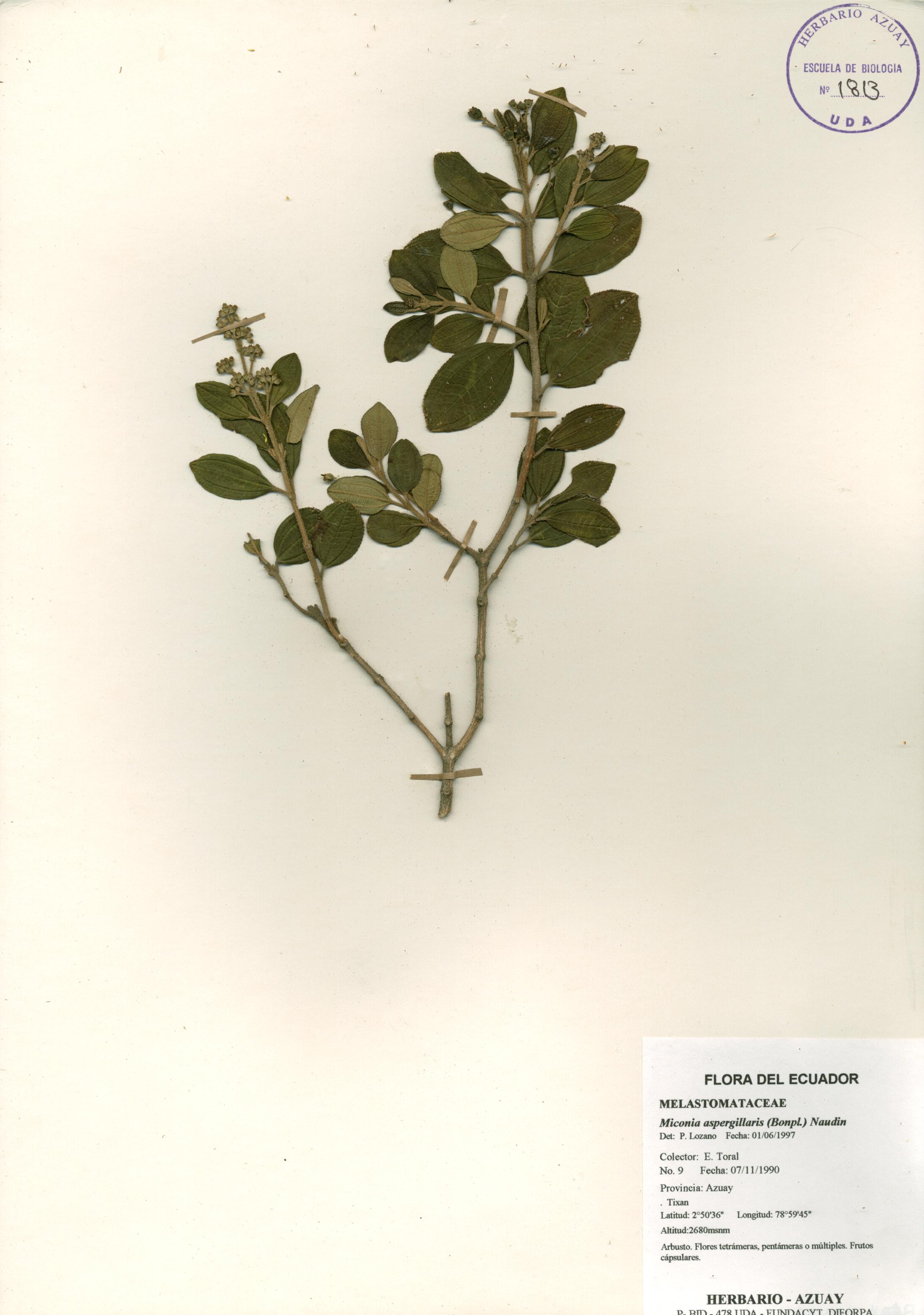 Miconia aspergillaris (Bonpl.) Naudin