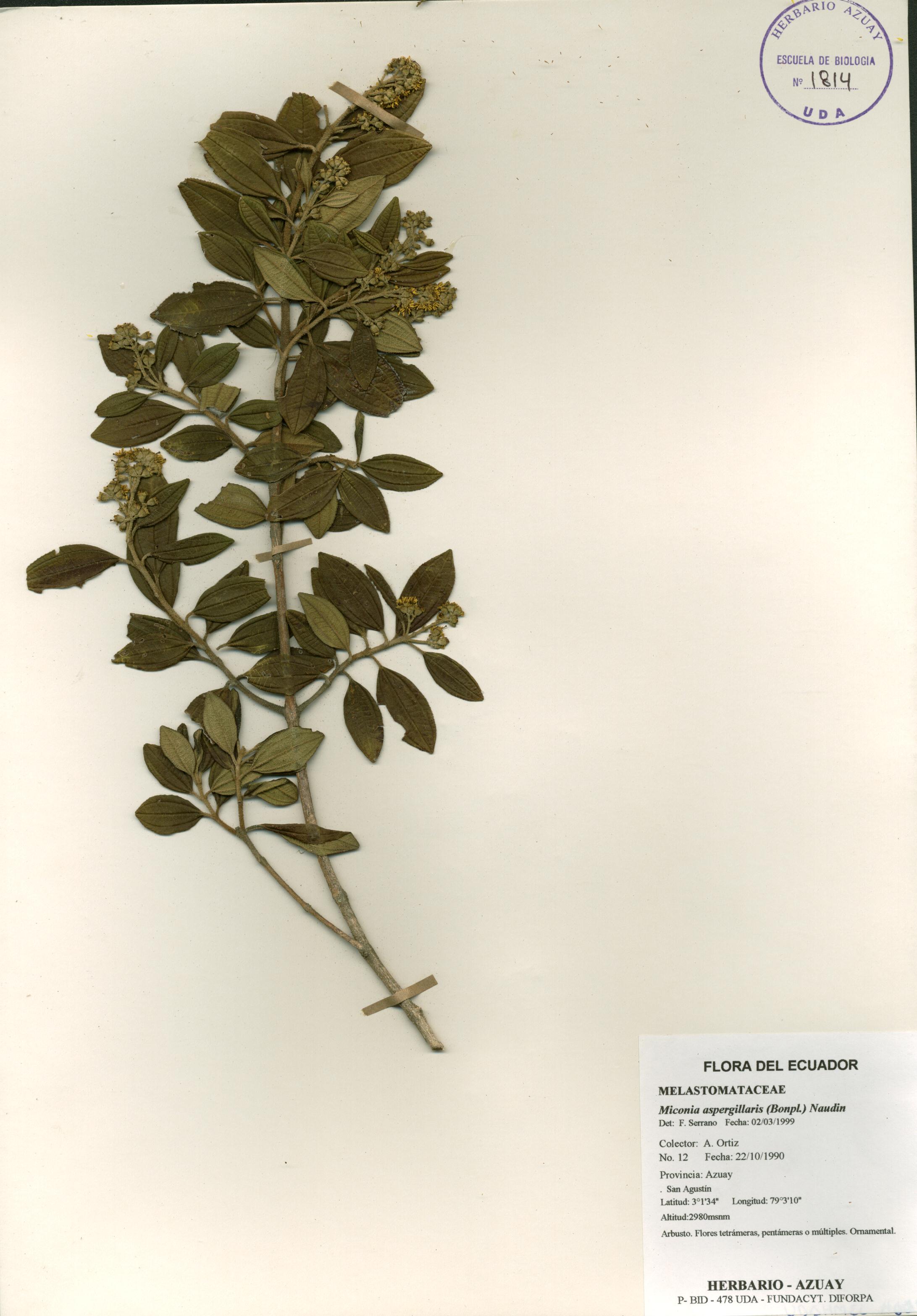 Miconia aspergillaris (Bonpl.) Naudin