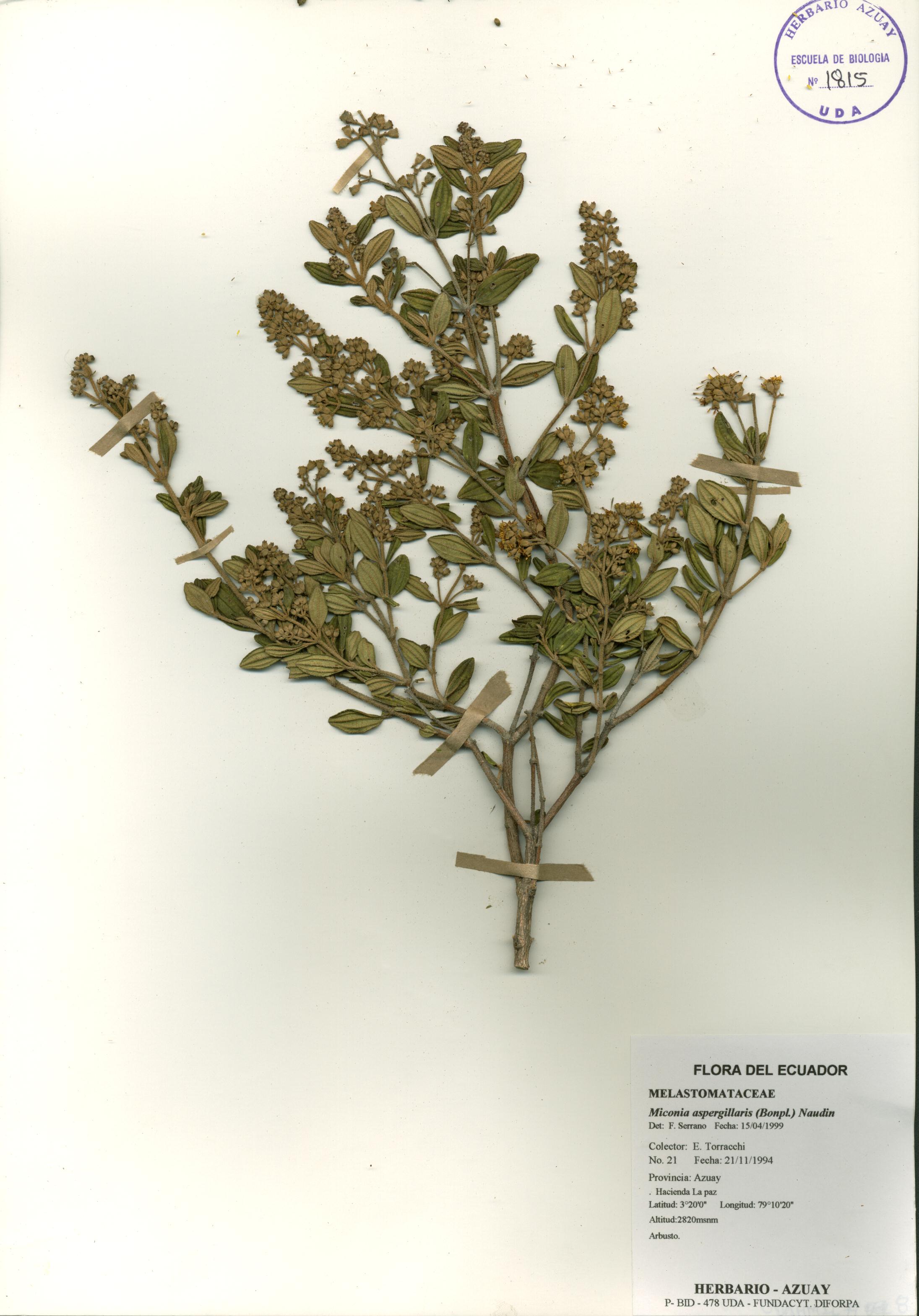 Miconia aspergillaris (Bonpl.) Naudin
