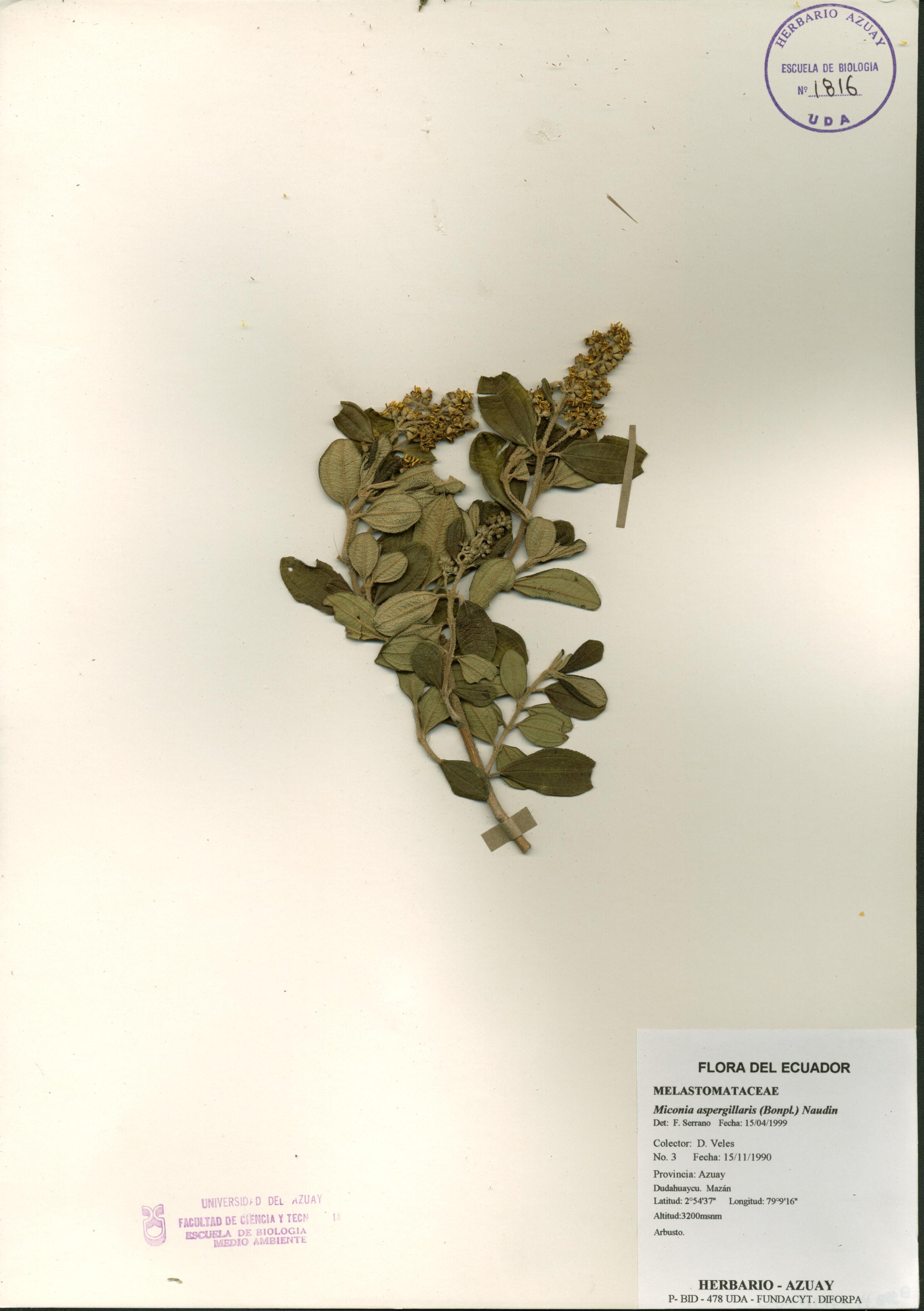 Miconia aspergillaris (Bonpl.) Naudin