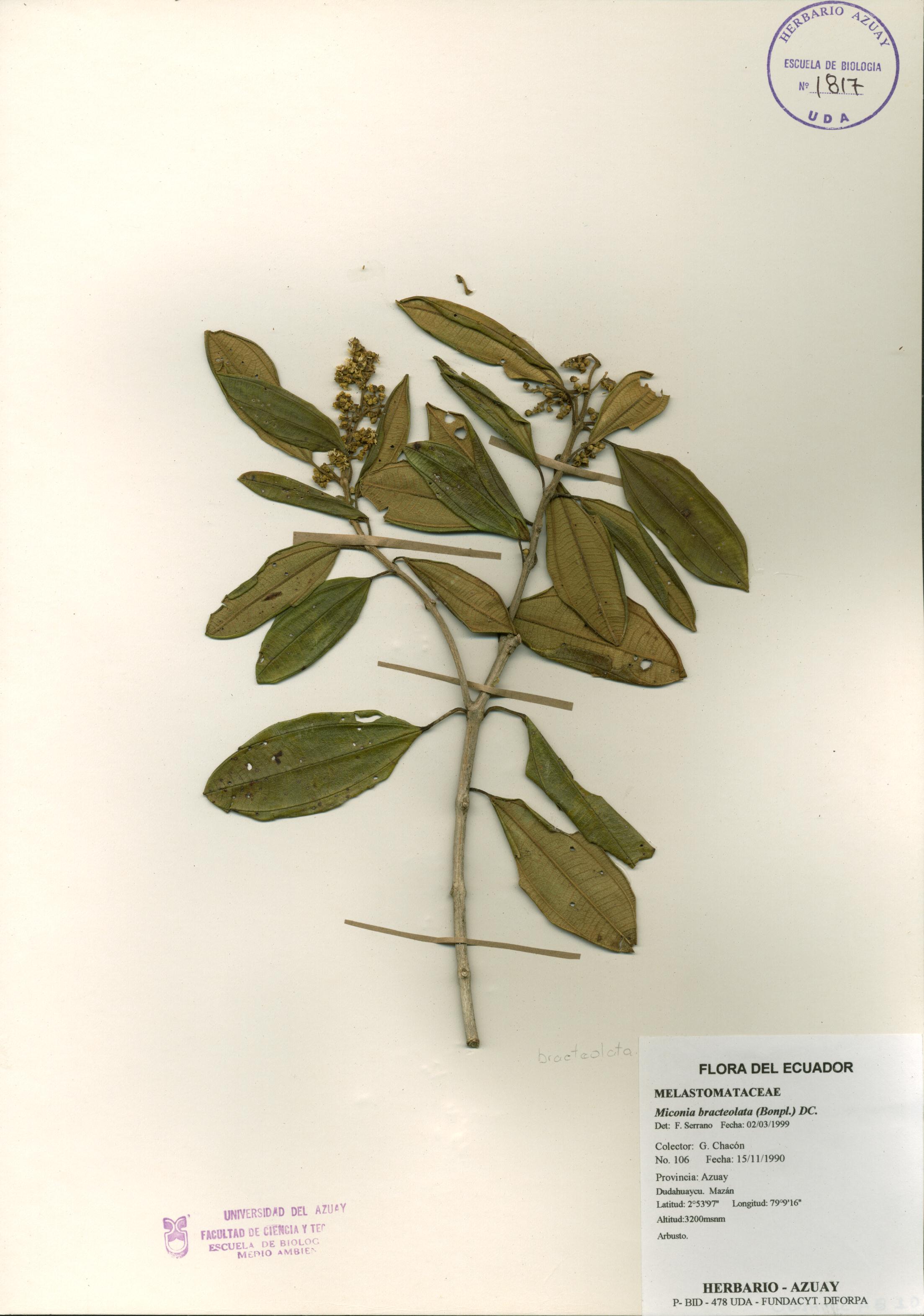 Miconia bracteolata (Bonpl.) DC.