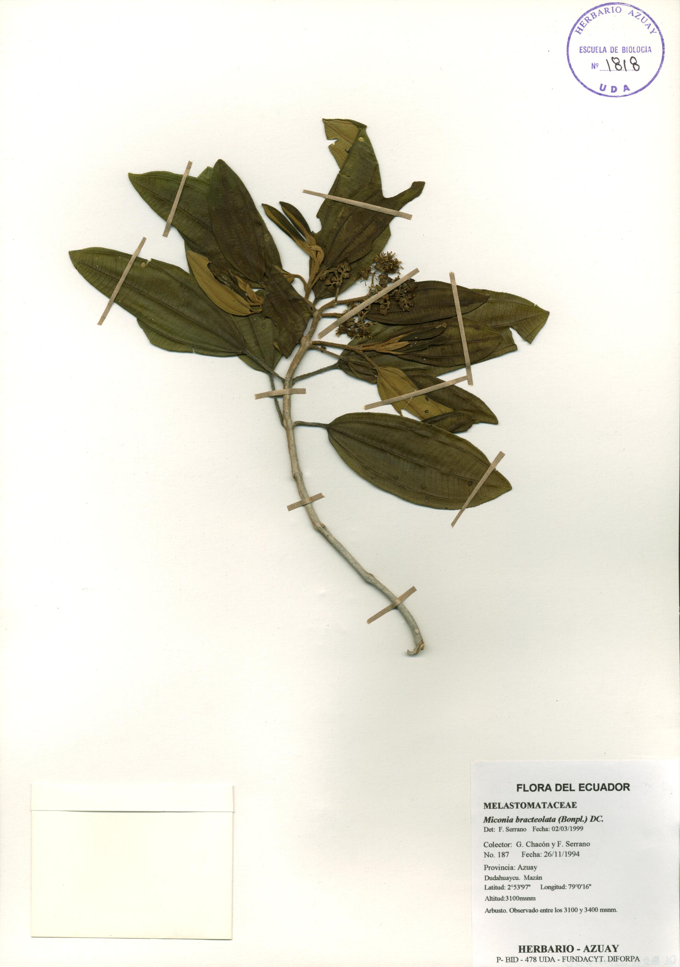 Miconia bracteolata (Bonpl.) DC.