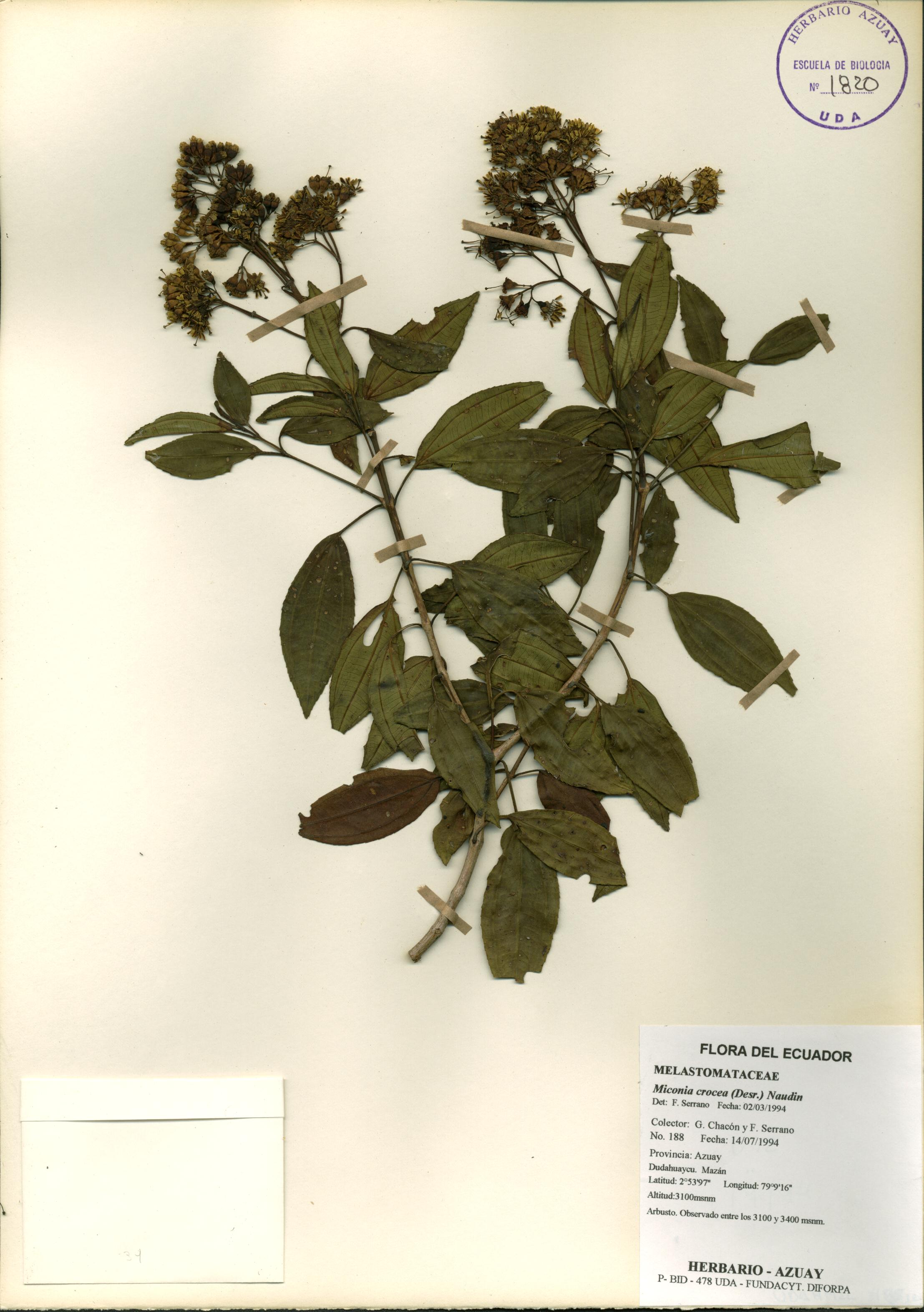Miconia crocea (Desr.) Naudin.