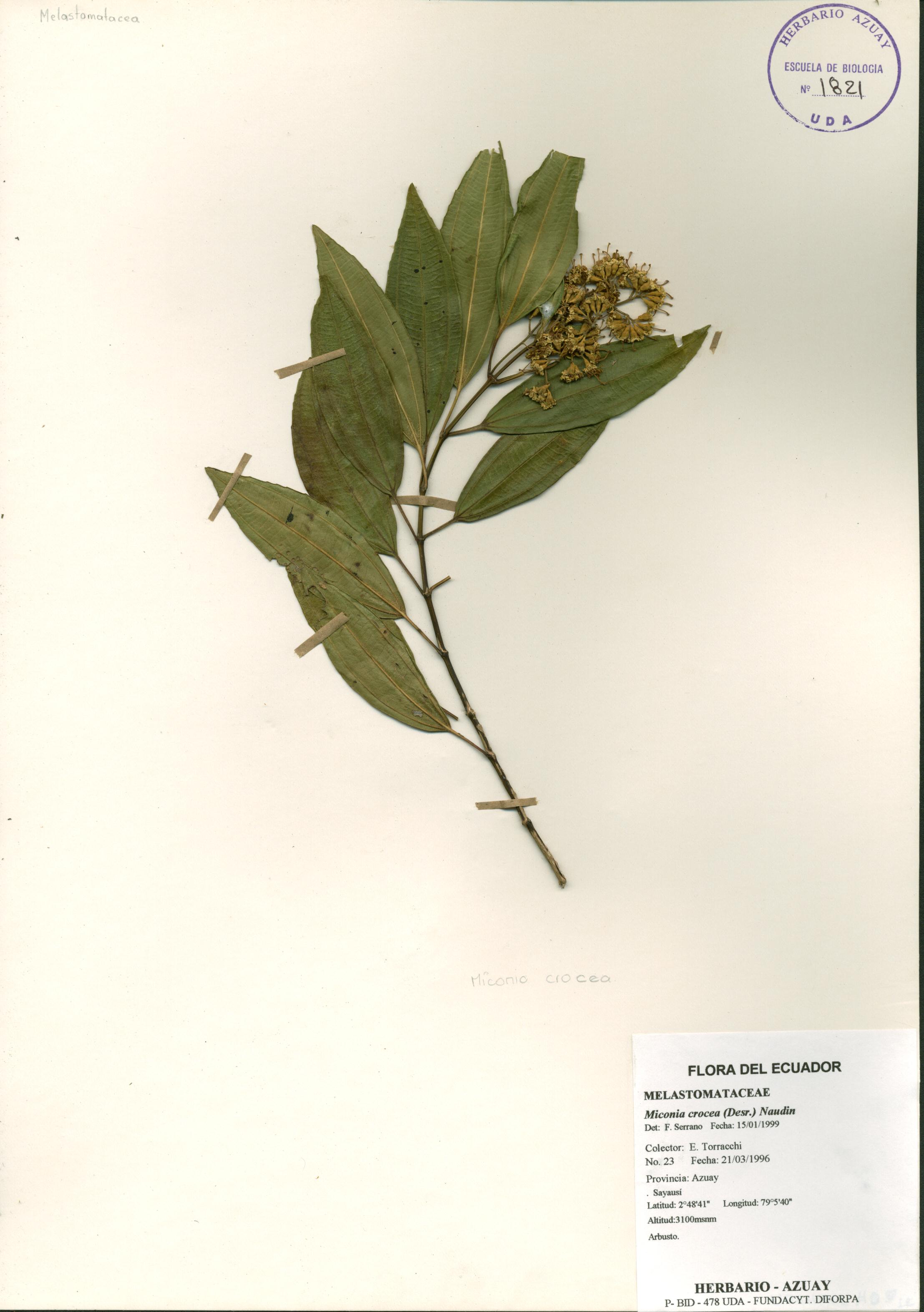 Miconia crocea (Desr.) Naudin.