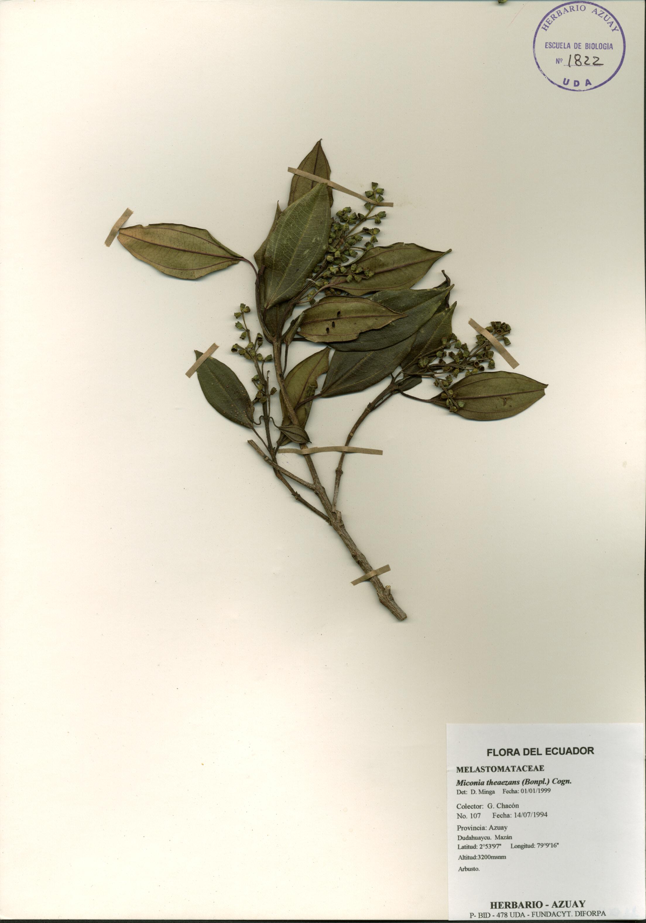 Miconia theaezans (Bonpl.) Cogn.