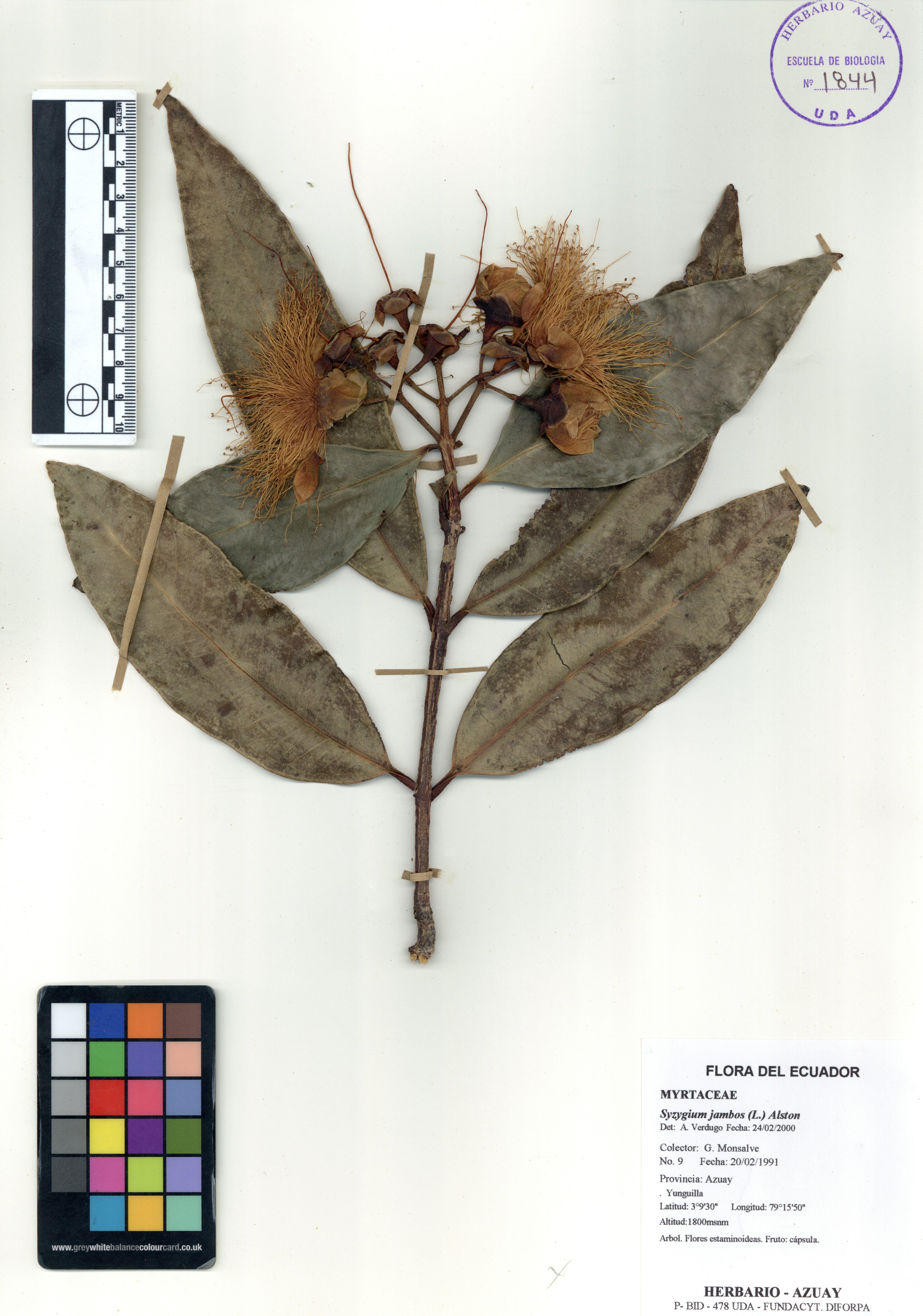 Syzygium jambos (L.) Alston