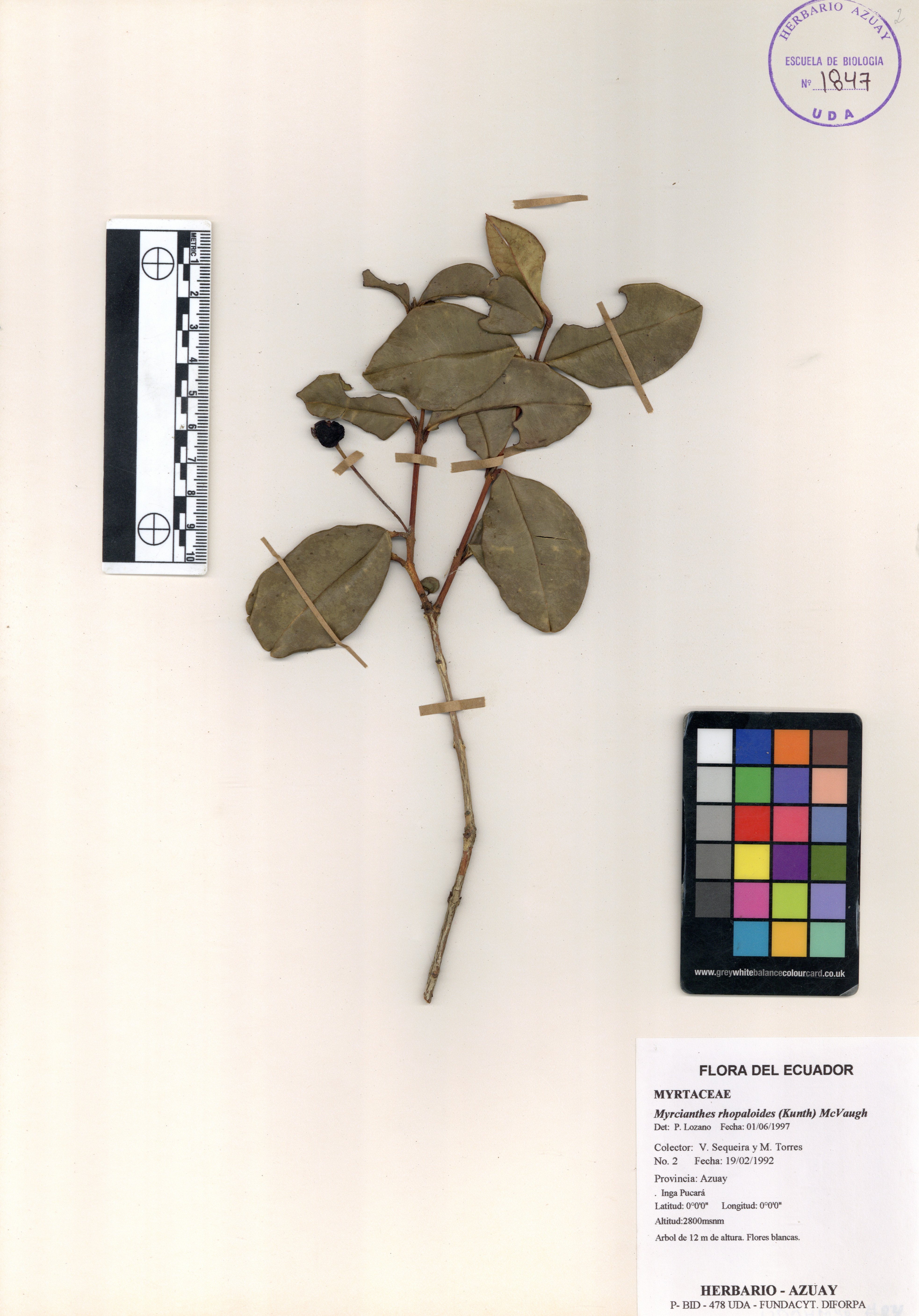Myrcianthes rhopaloides (Kunth) McVaugh