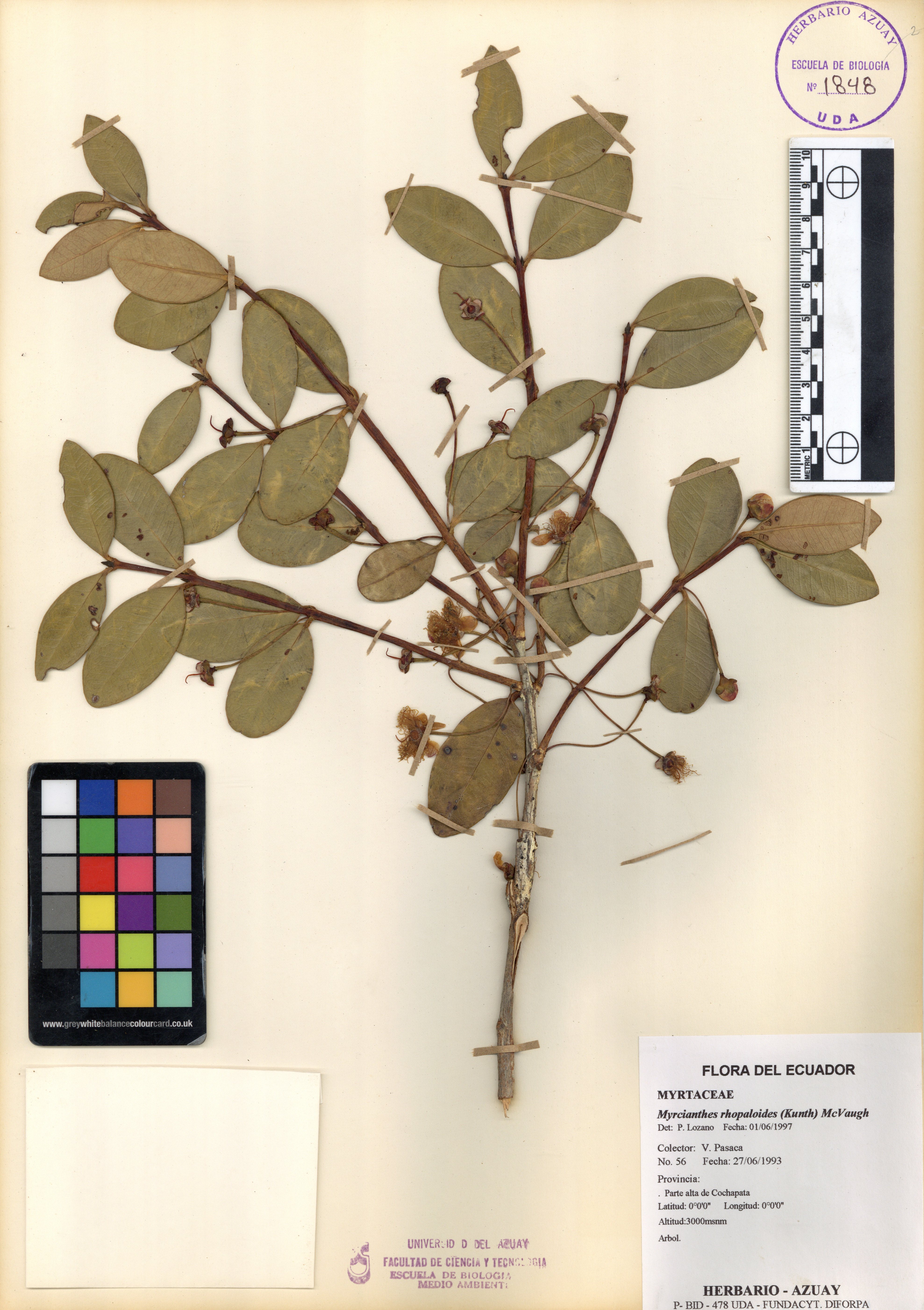Myrcianthes rhopaloides (Kunth) McVaugh