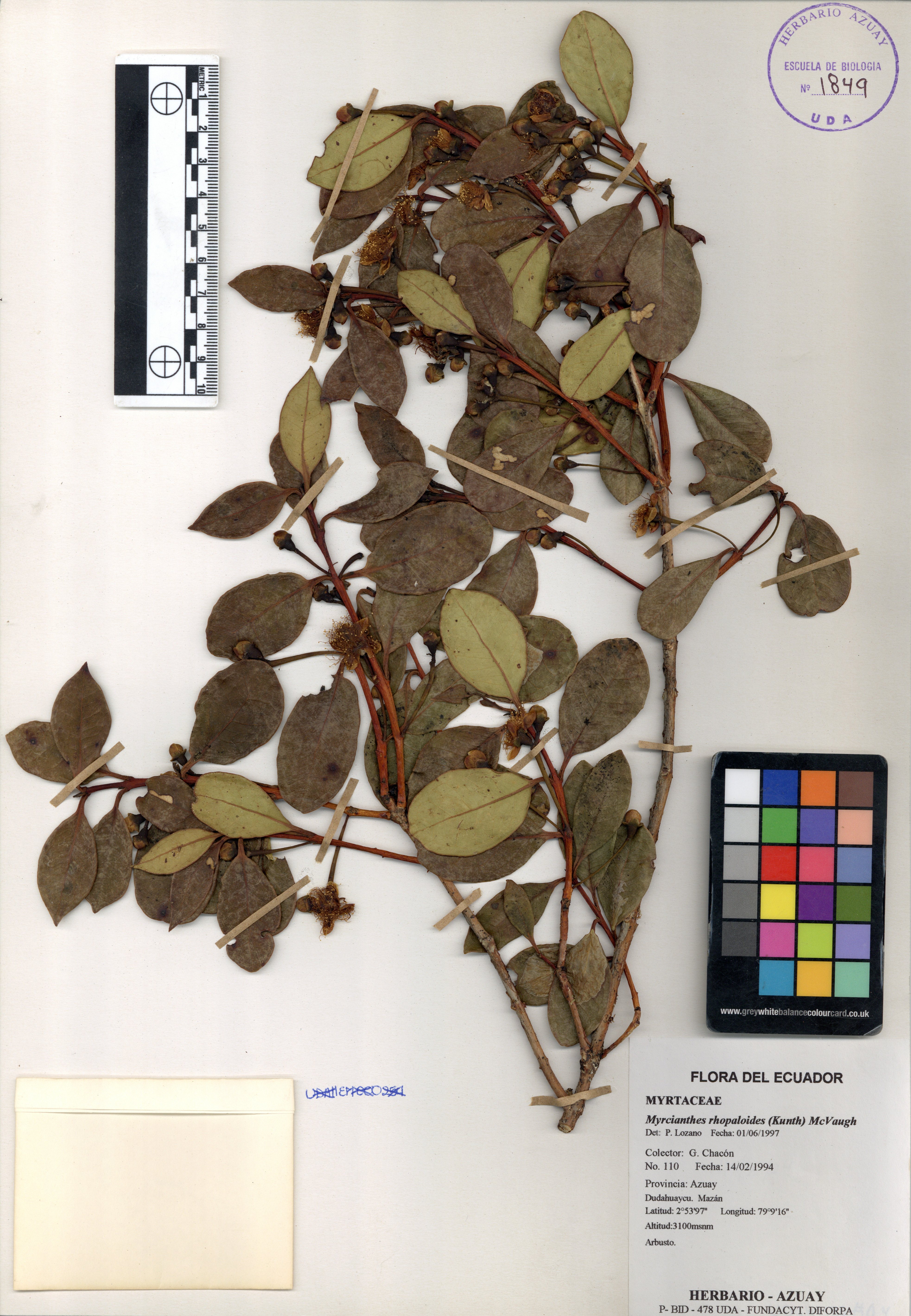 Myrcianthes rhopaloides (Kunth) McVaugh