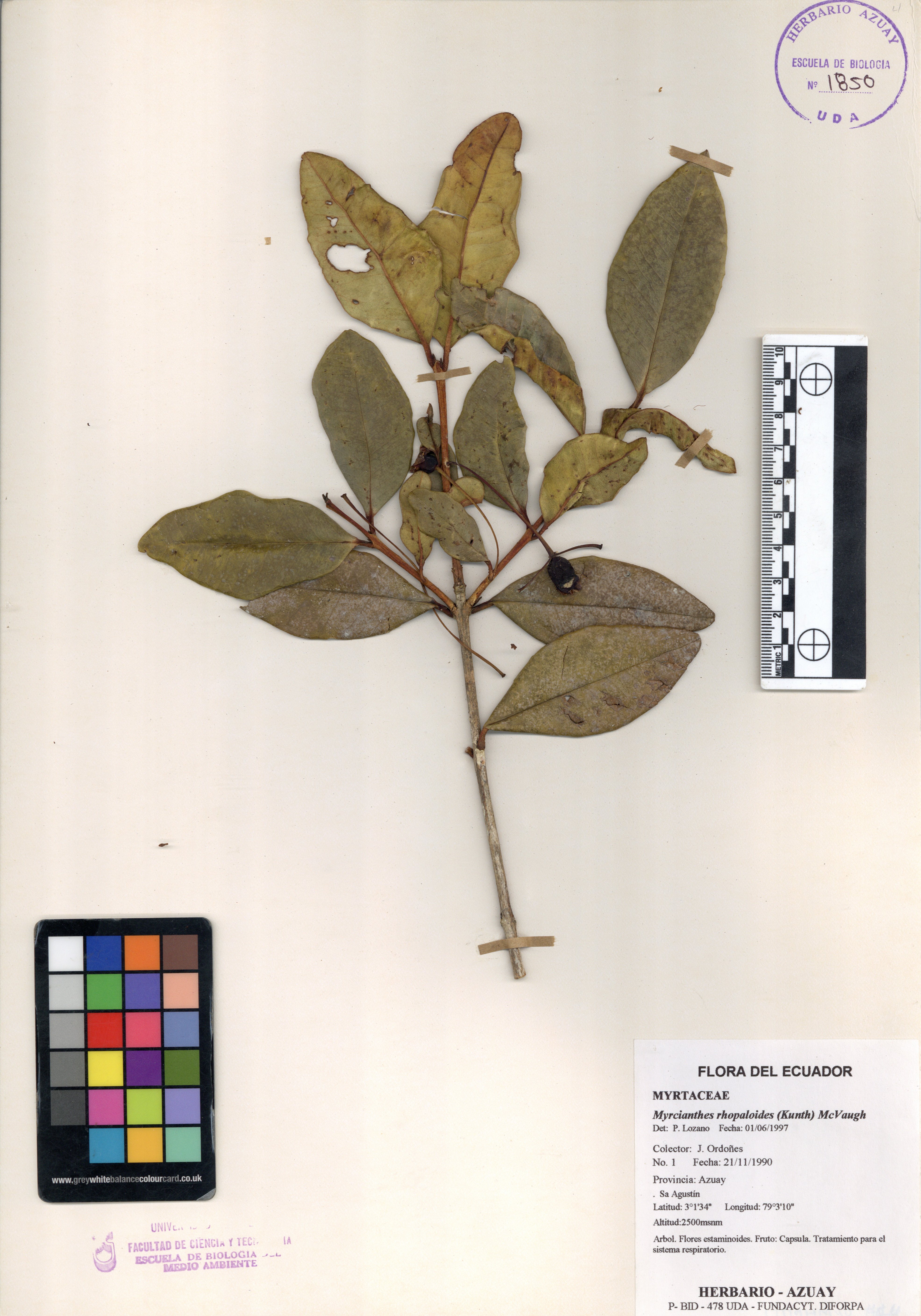 Myrcianthes rhopaloides (Kunth) McVaugh
