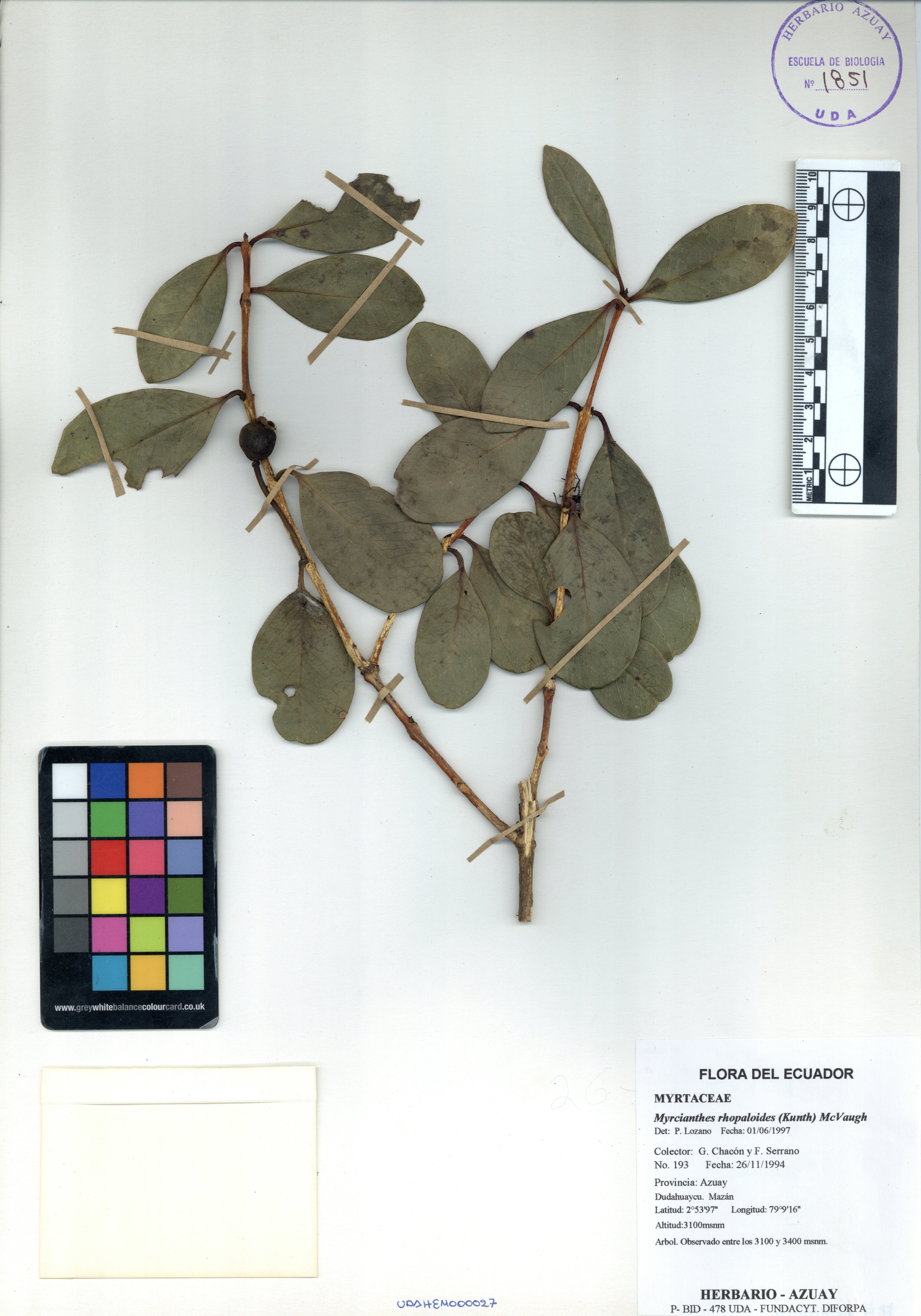 Myrcianthes rhopaloides (Kunth) McVaugh