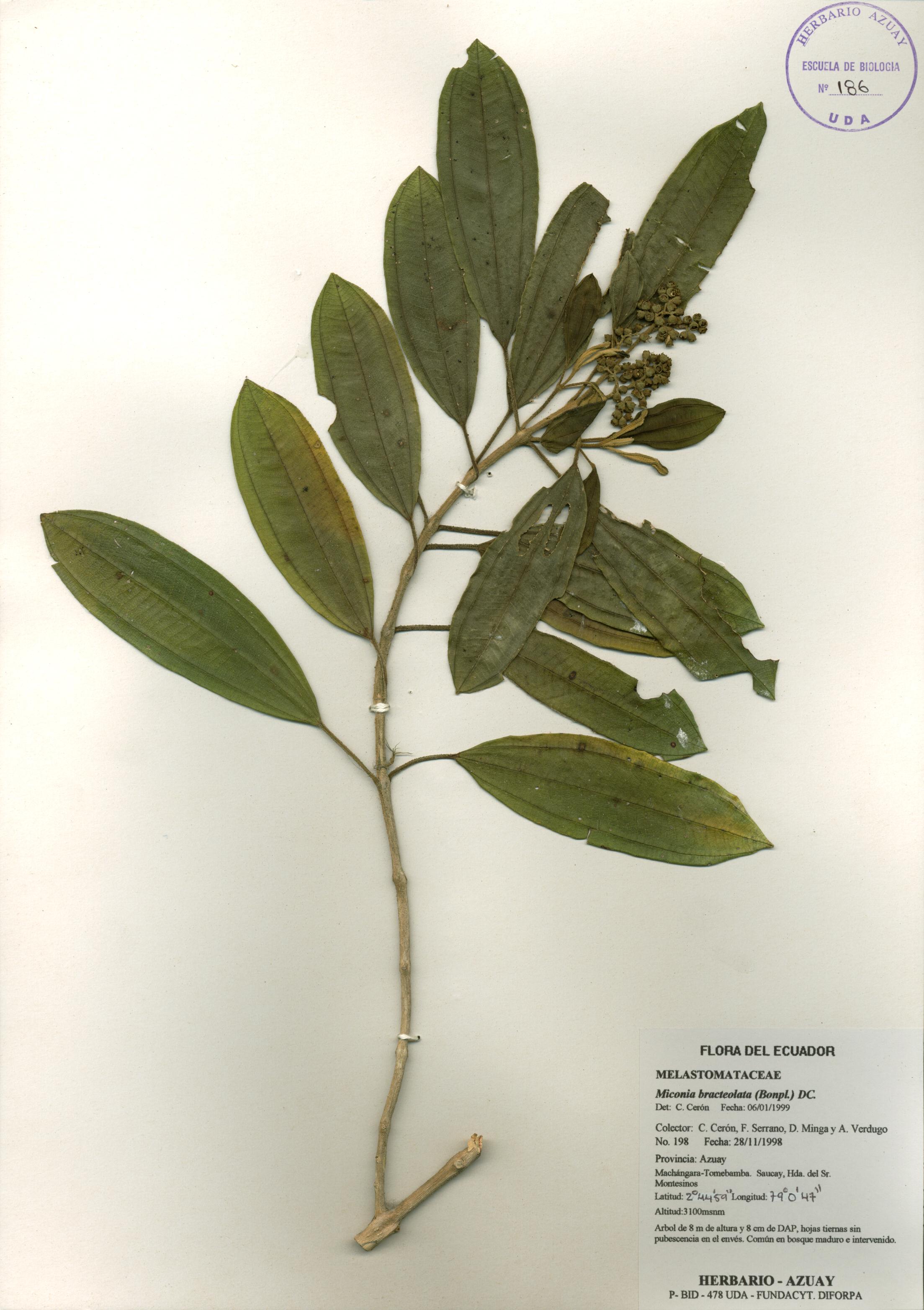 Miconia bracteolata (Bonpl.) DC.