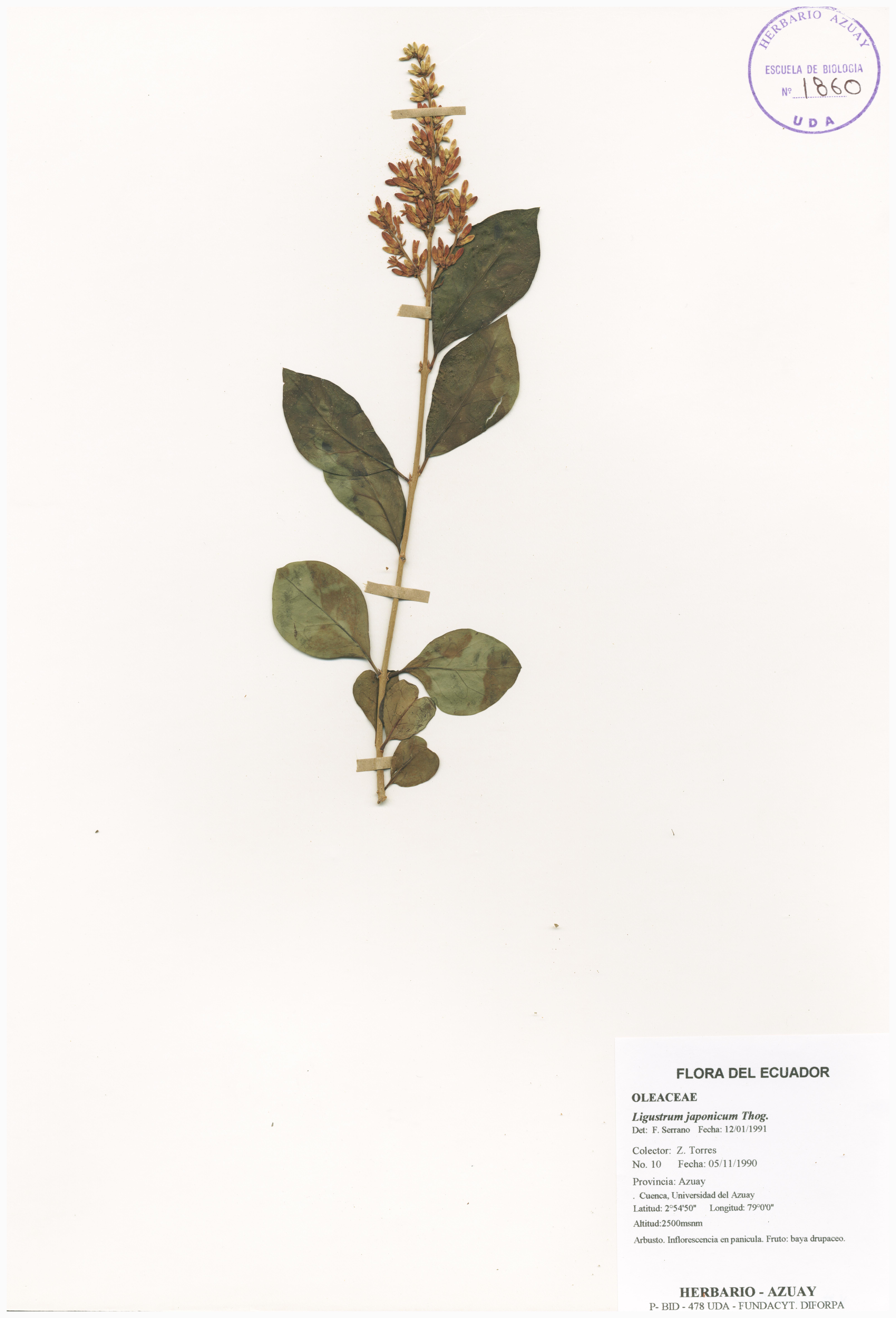 Ligustrum japonicum Thog.