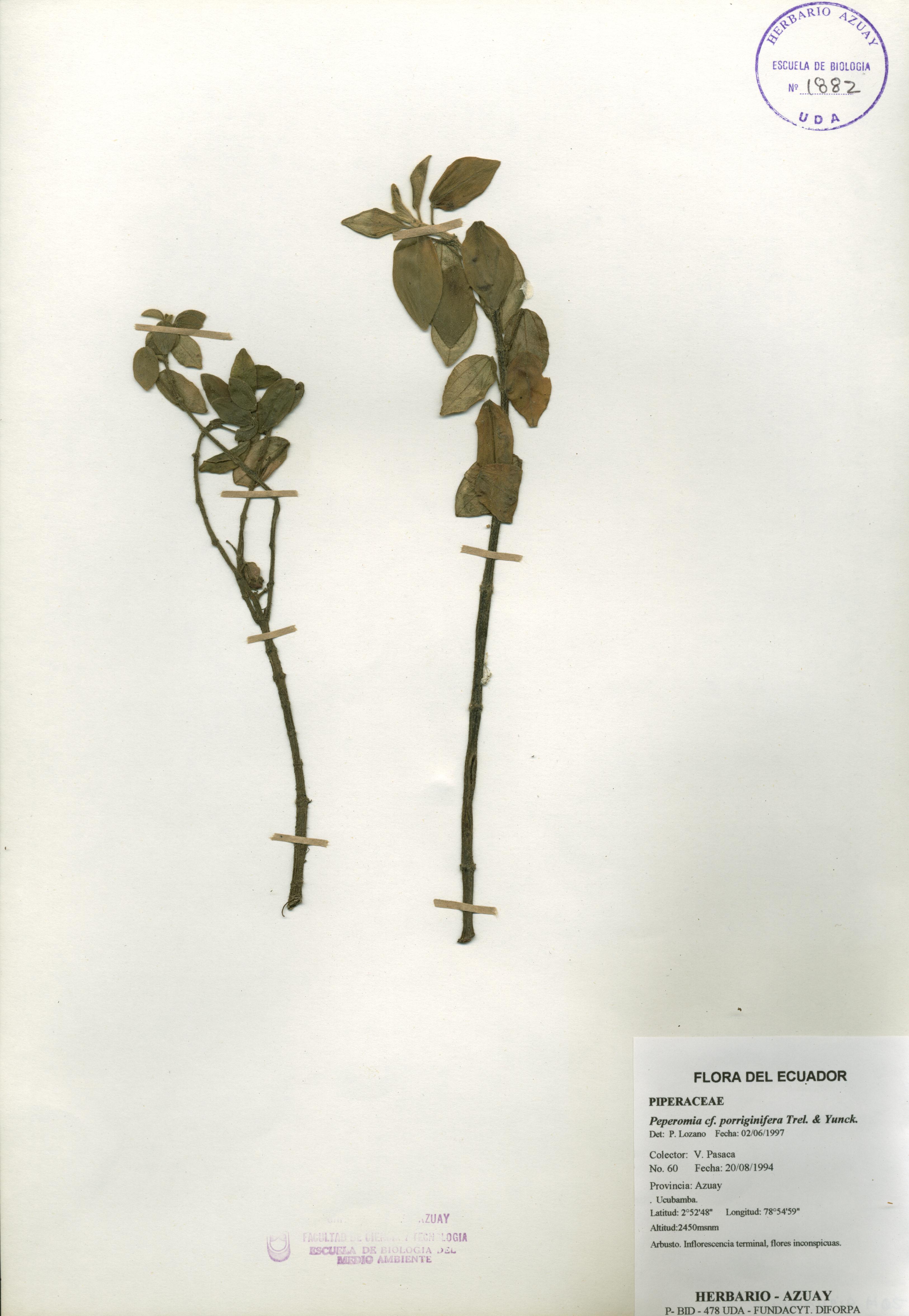 Peperomia porriginifera Trel. & Yunck.