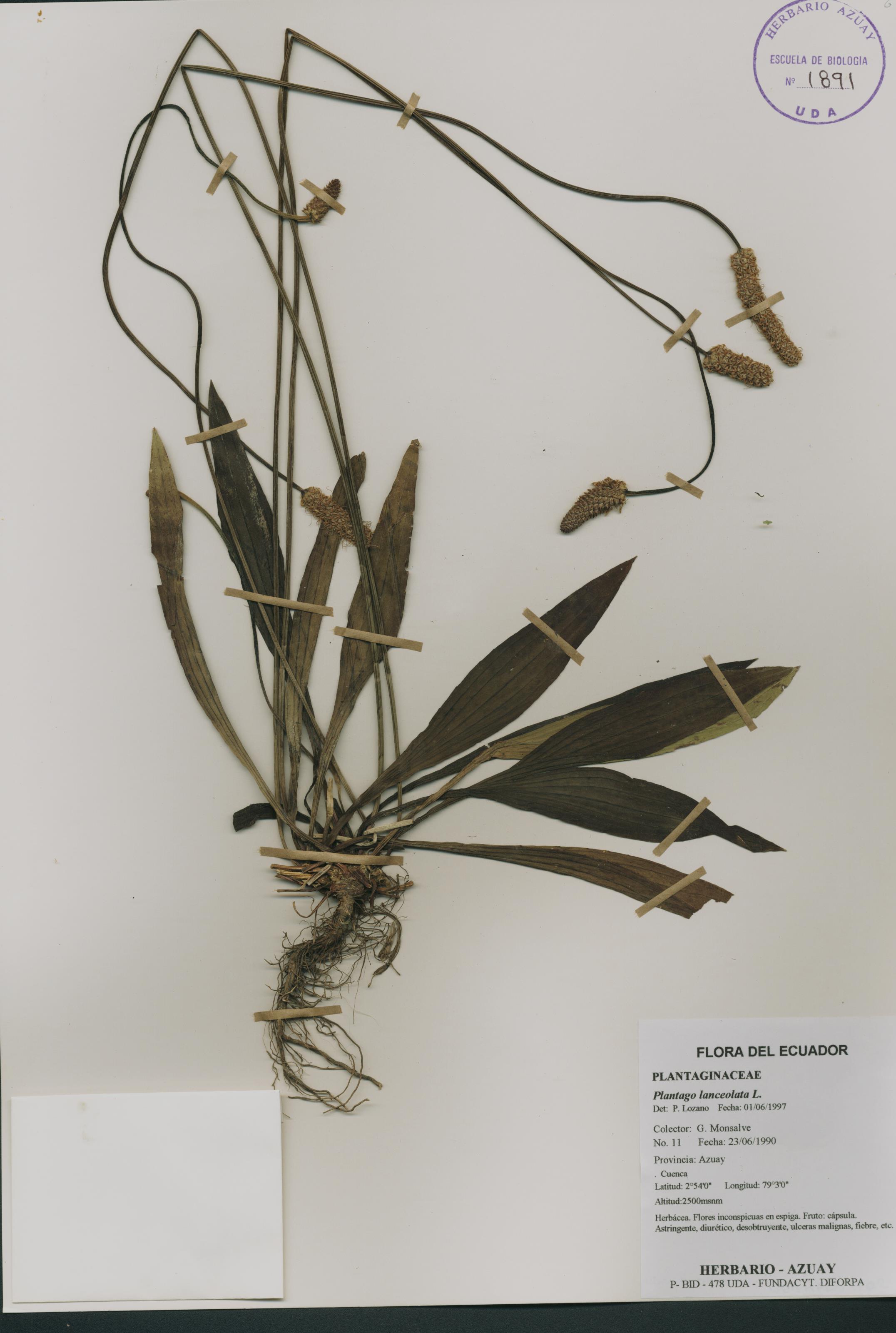 Plantago lanceolata L.