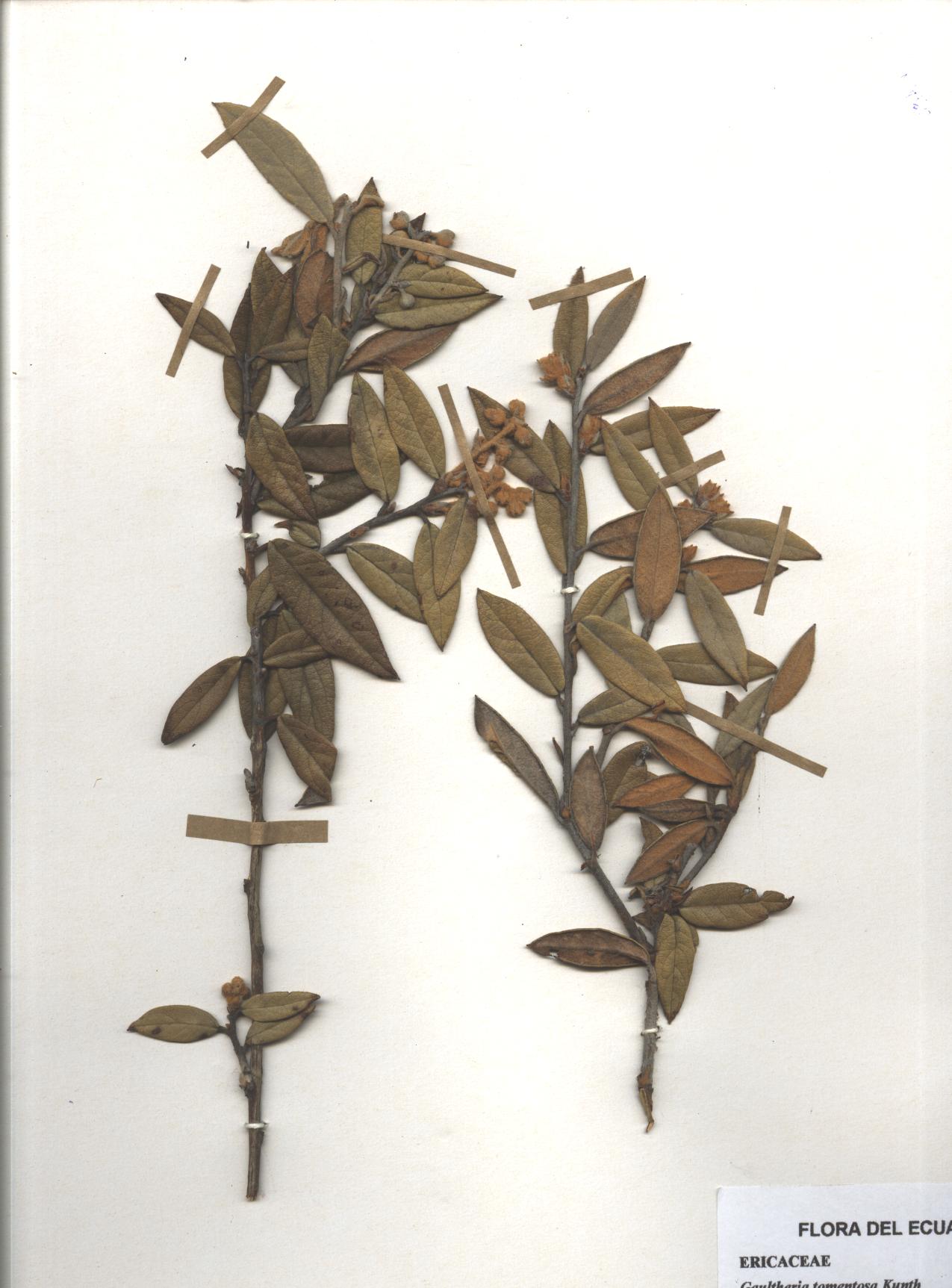 Gaultheria tomentosa Kunth