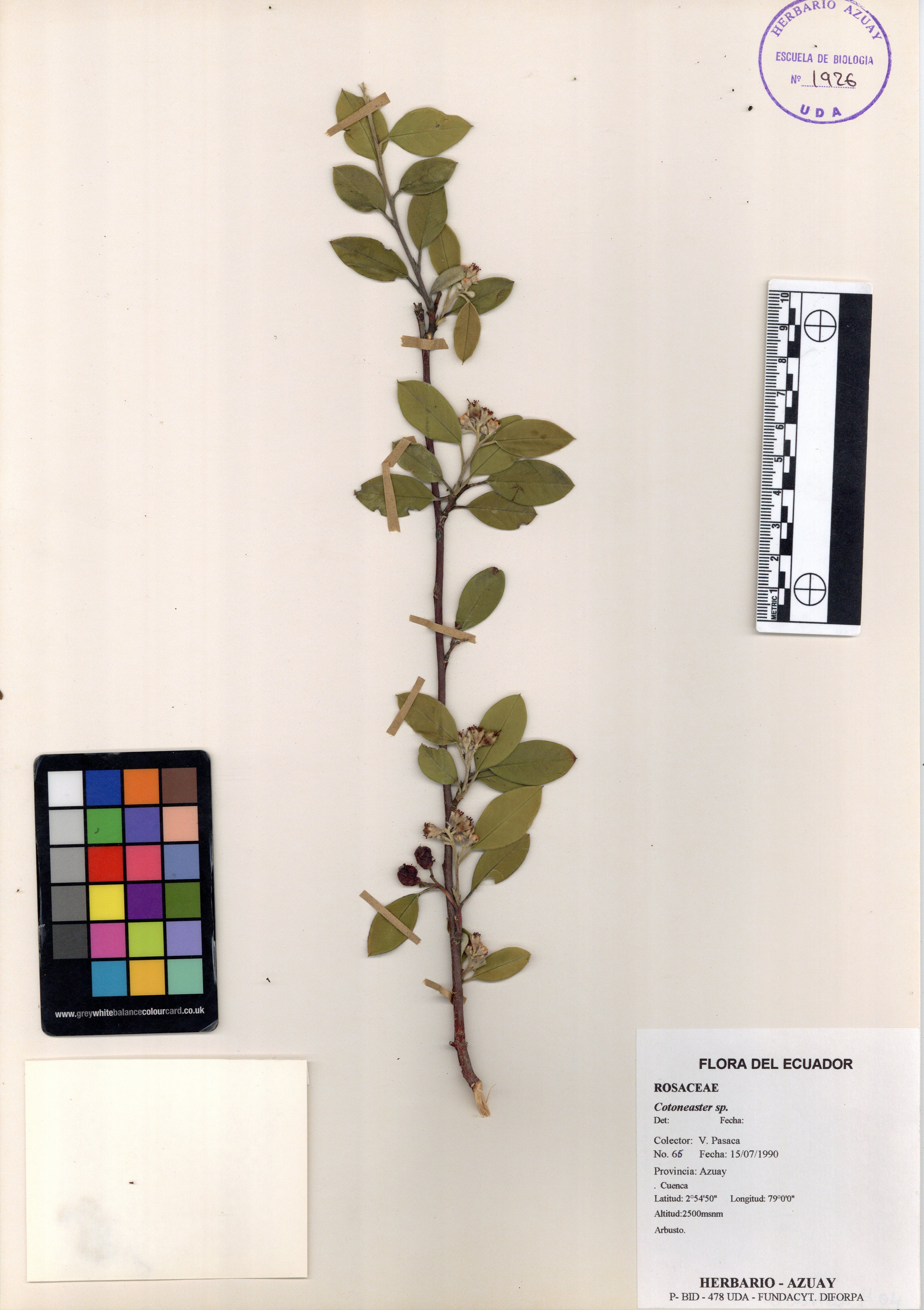 Cotoneaster sp. SIN DETERMINAR