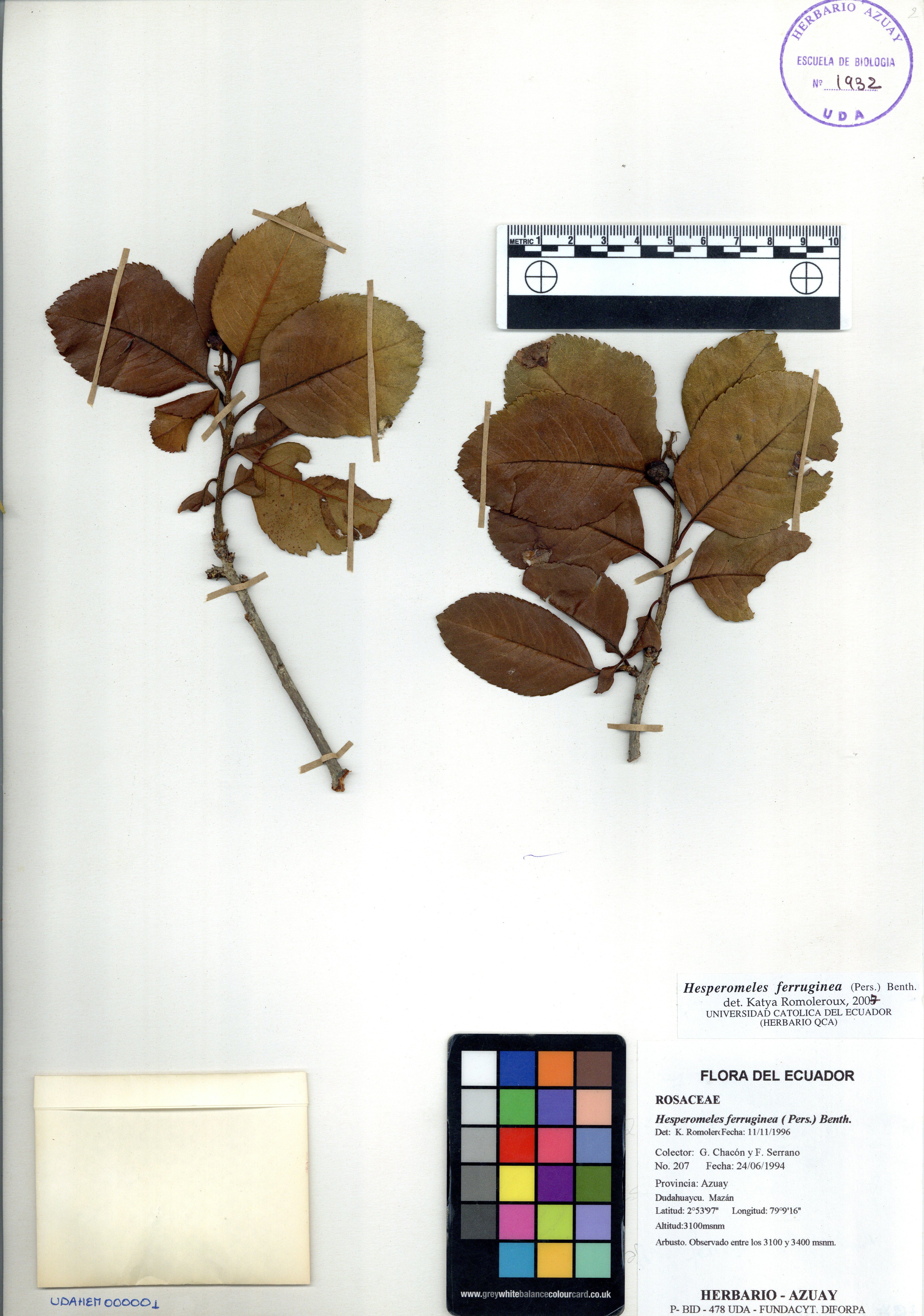 Hesperomeles ferruginea ( Pers.) Benth.