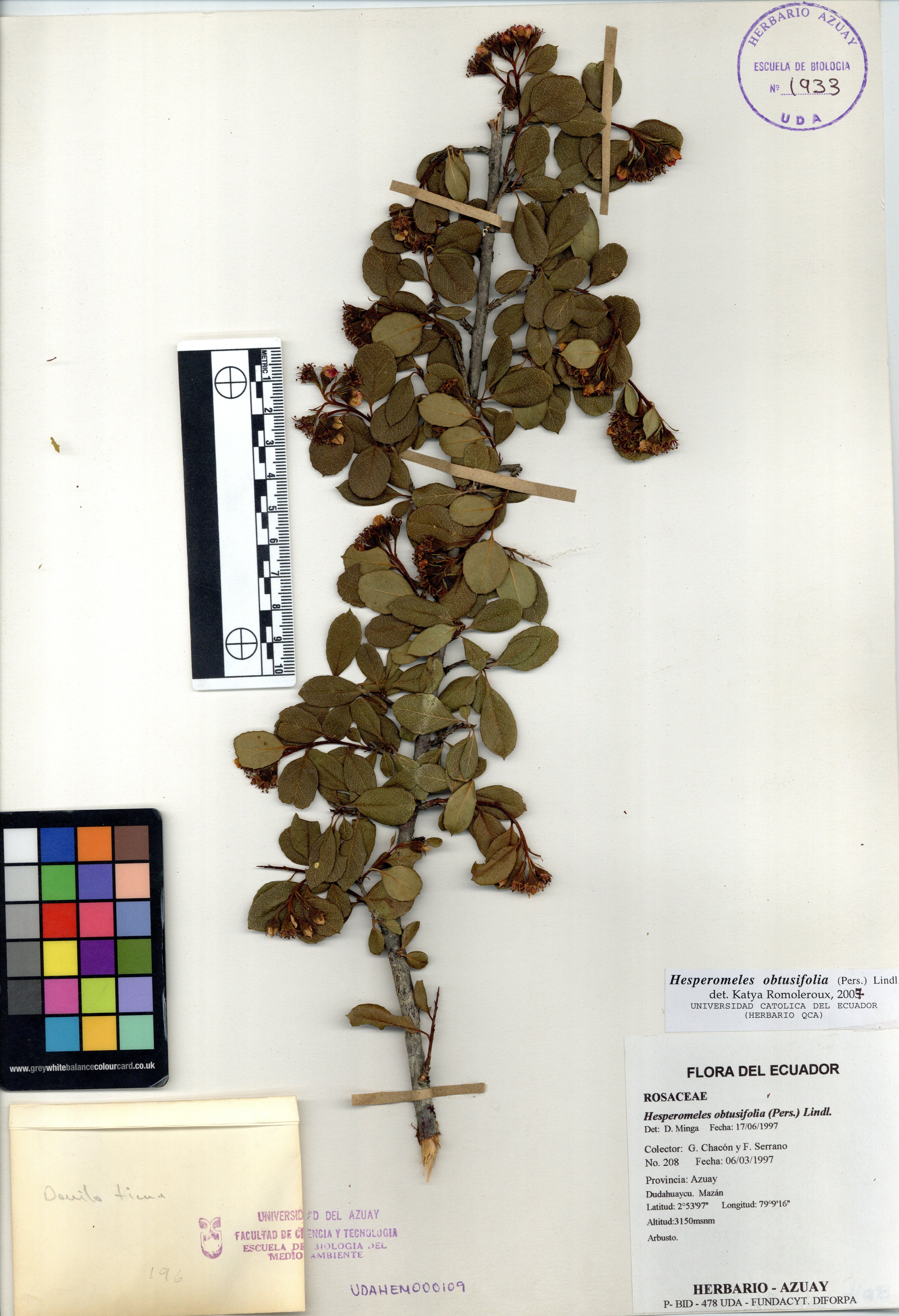 Hesperomeles obtusifolia (Pers.) Lindl.