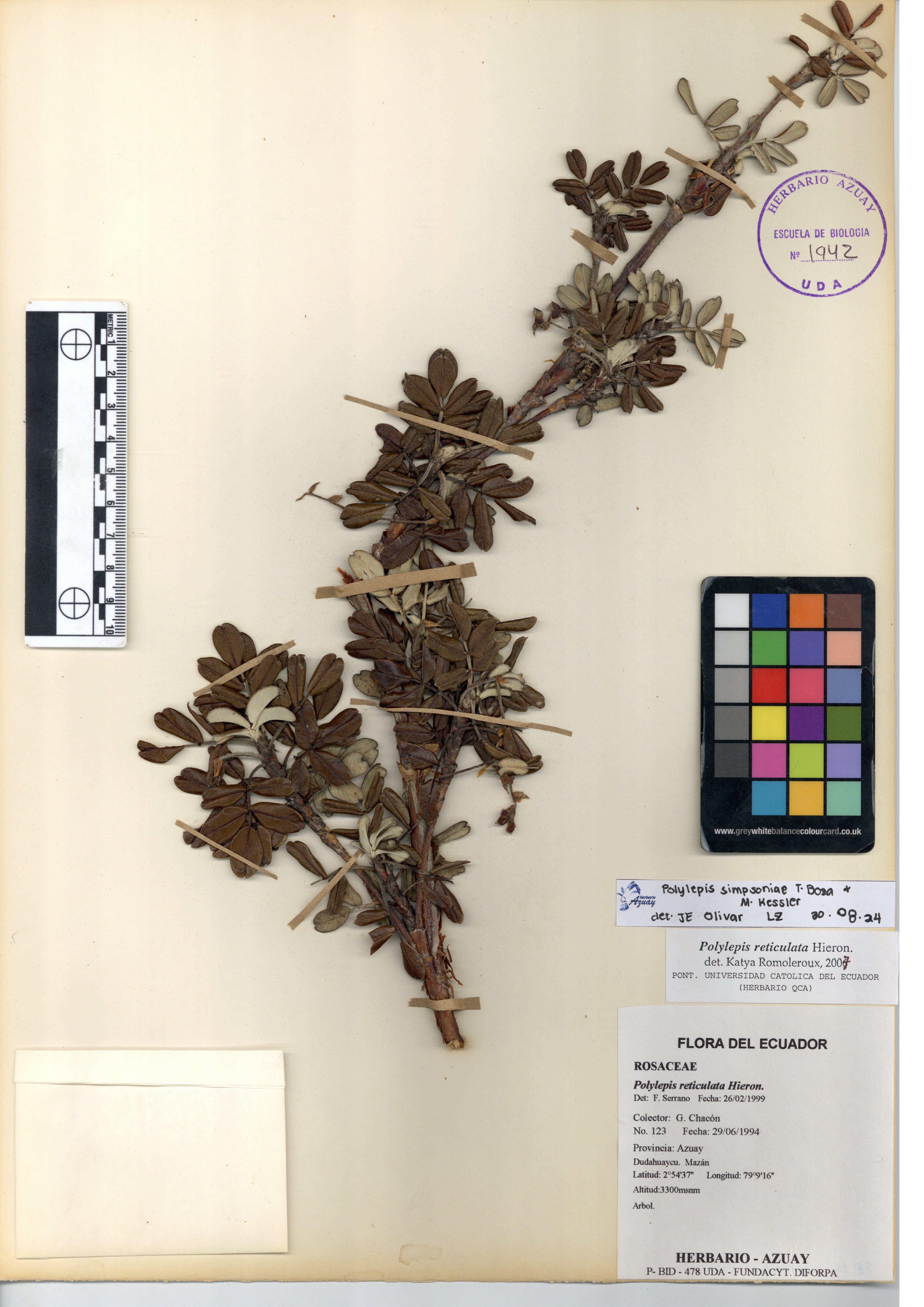 Polylepis simpsoniae T. Boza & M. Kessler