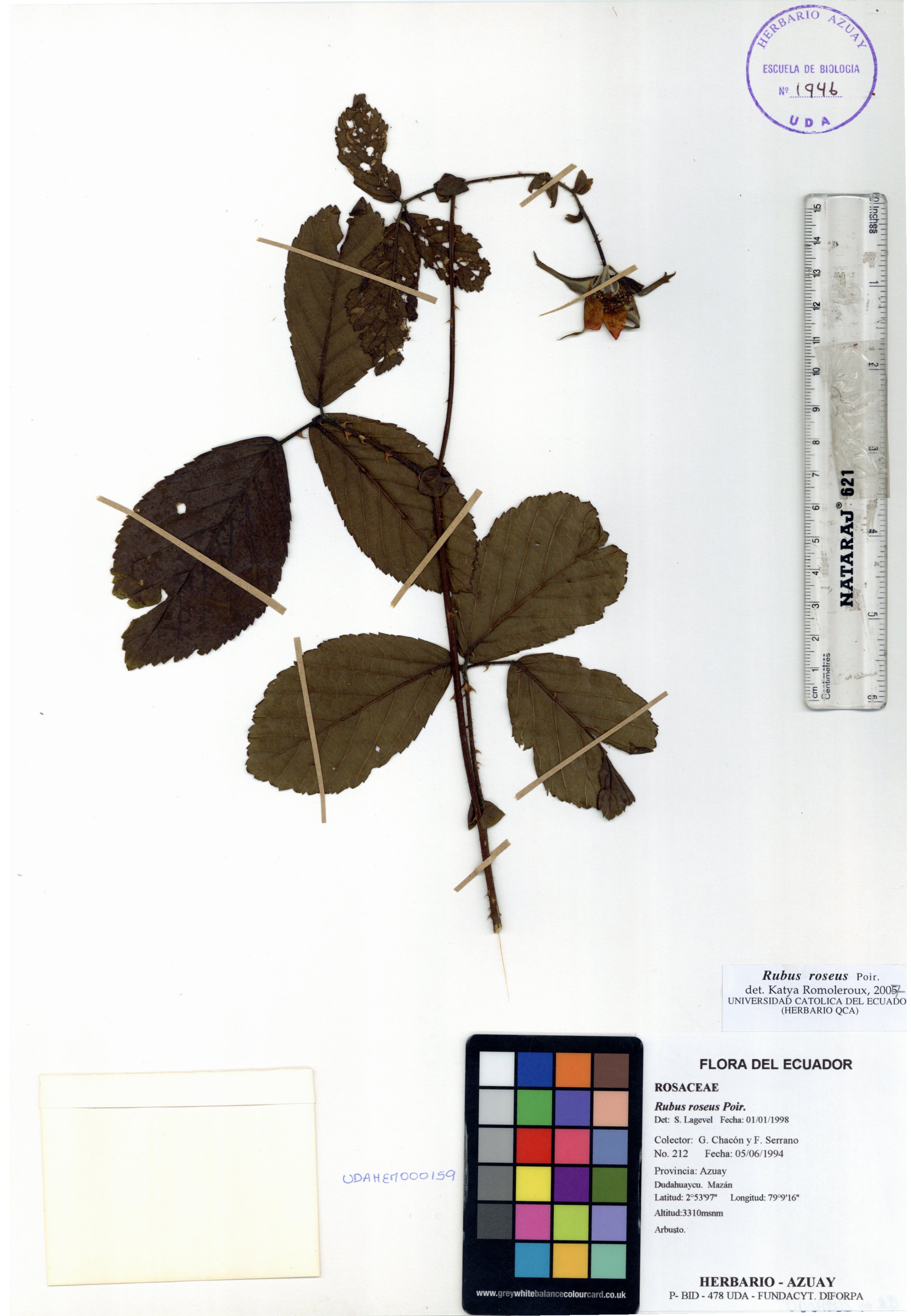 Rubus roseus Poir.