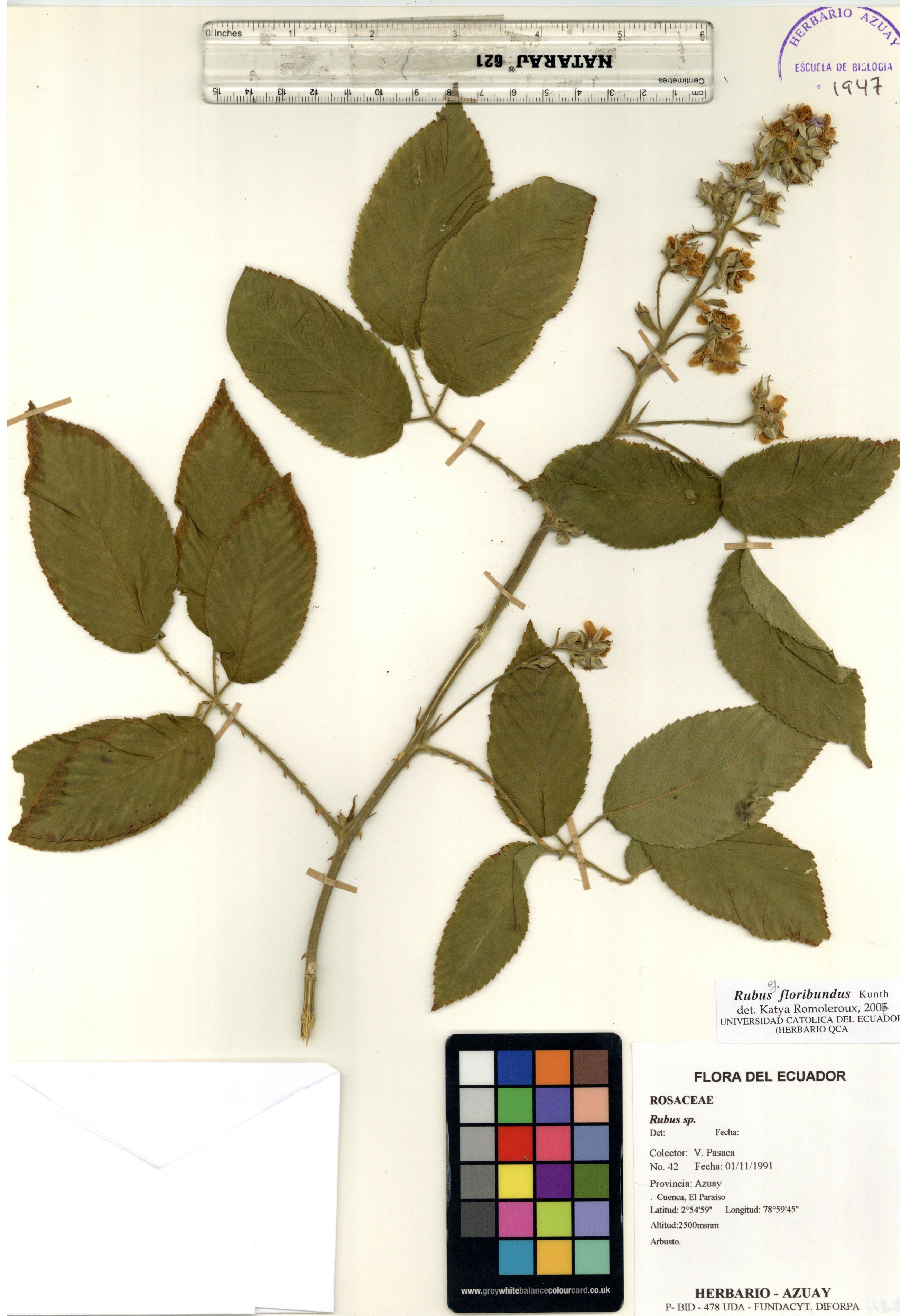 Rubus floribundus Kunth