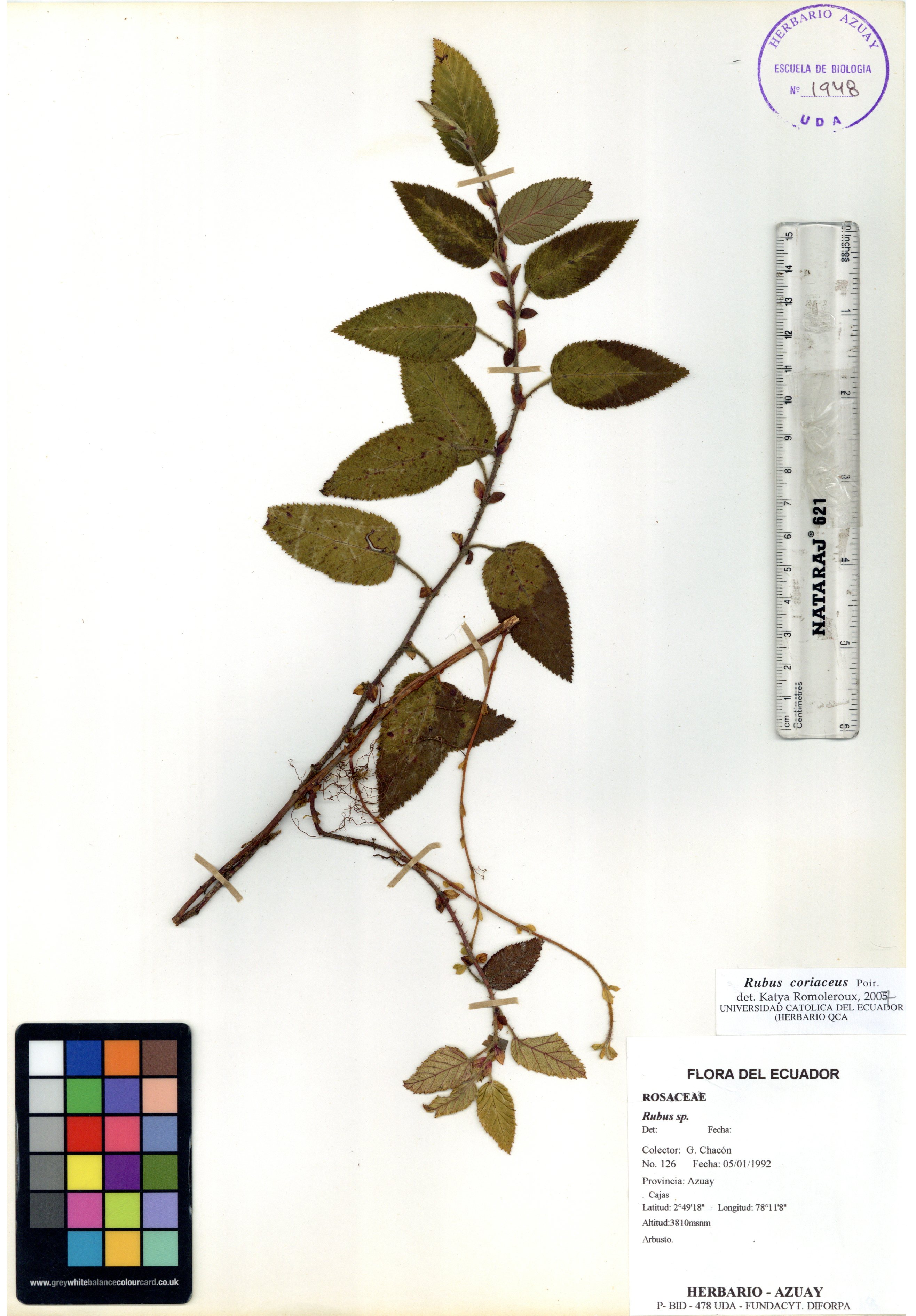 Rubus coriaceus Poir.