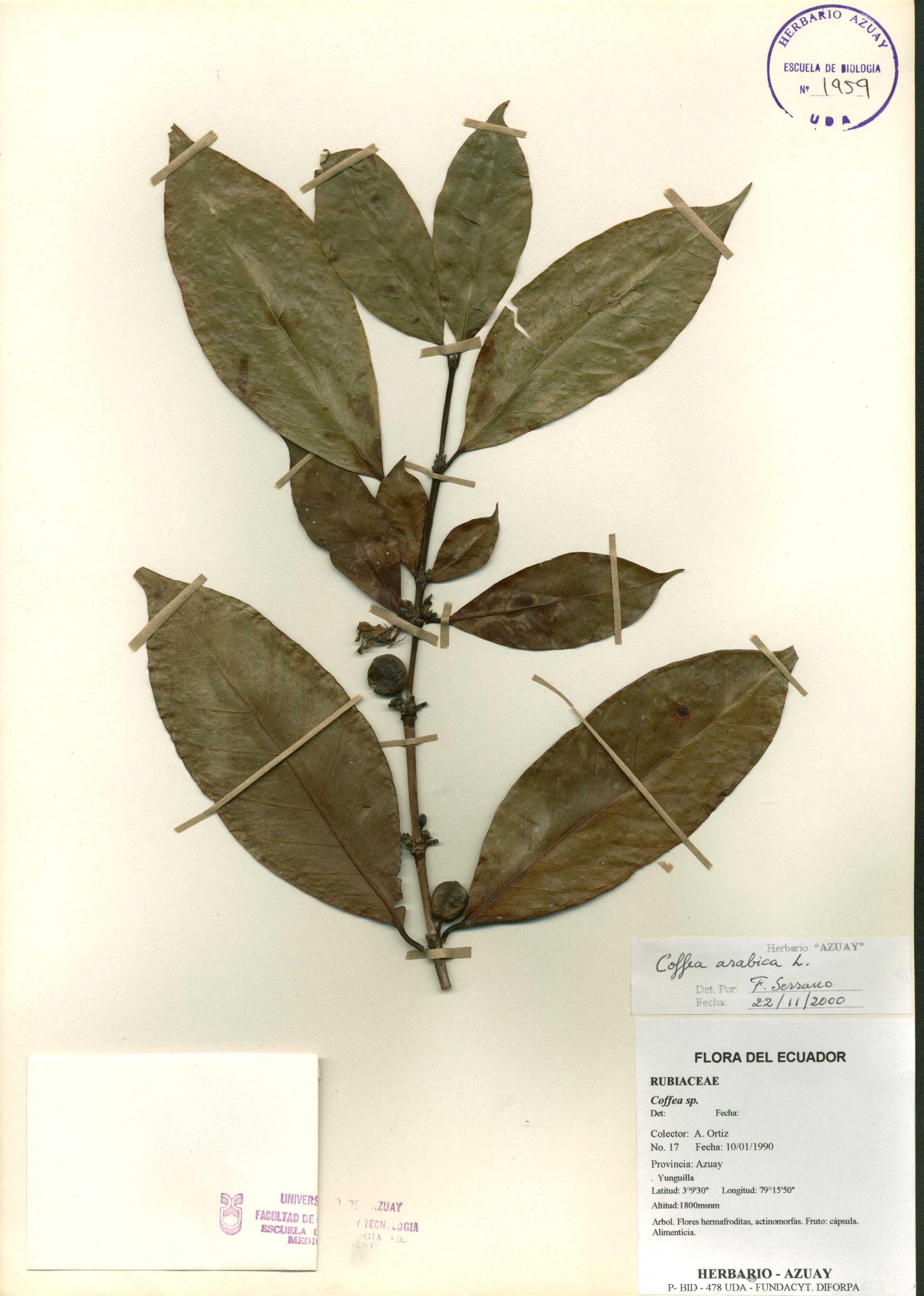 Coffea arabica L.