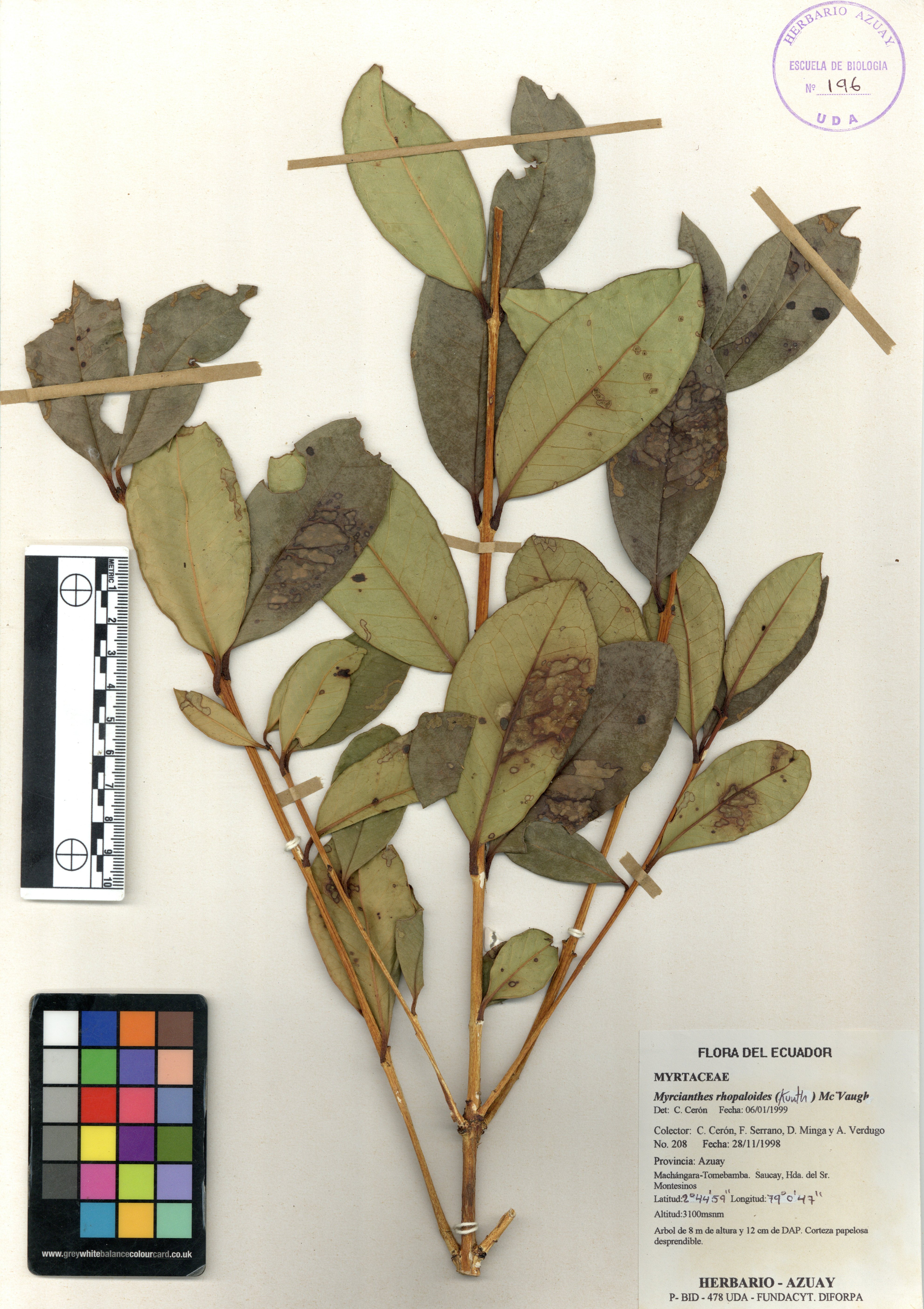 Myrcianthes rhopaloides (Kunth) McVaugh