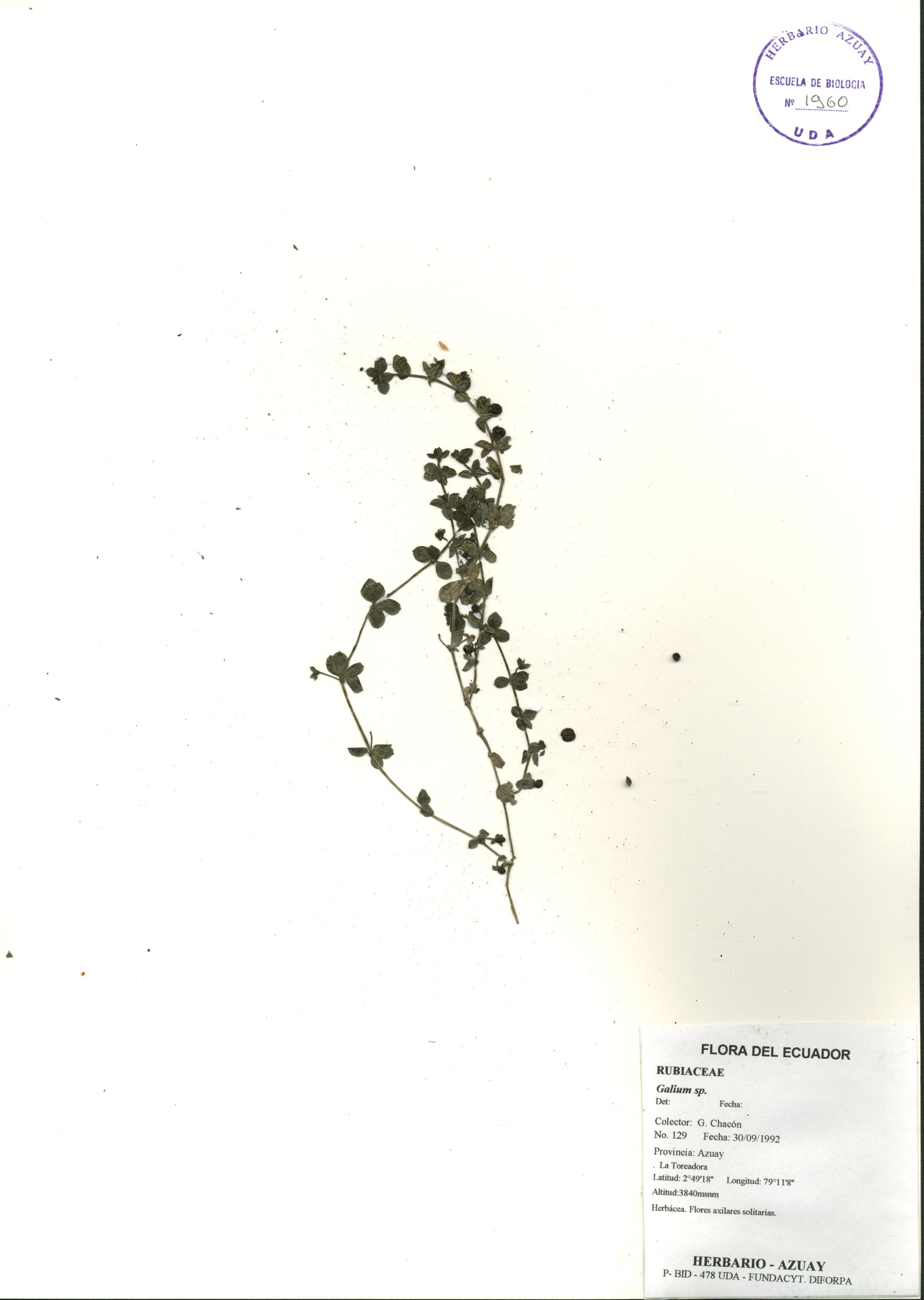 Galium sp. SIN DETERMINAR