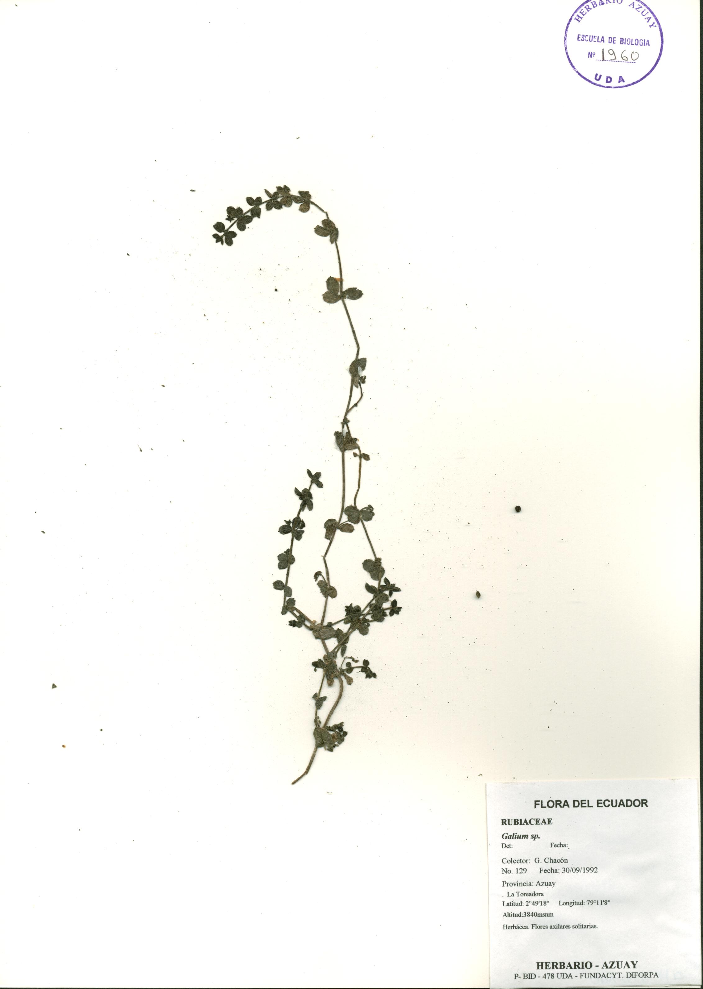 Galium sp. SIN DETERMINAR