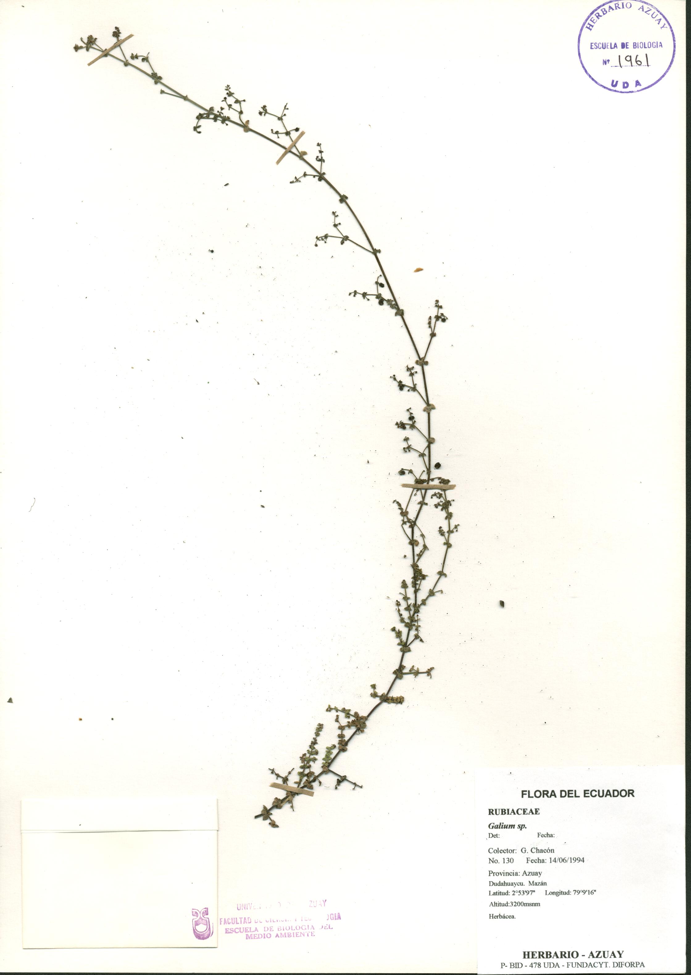 Galium sp. SIN DETERMINAR