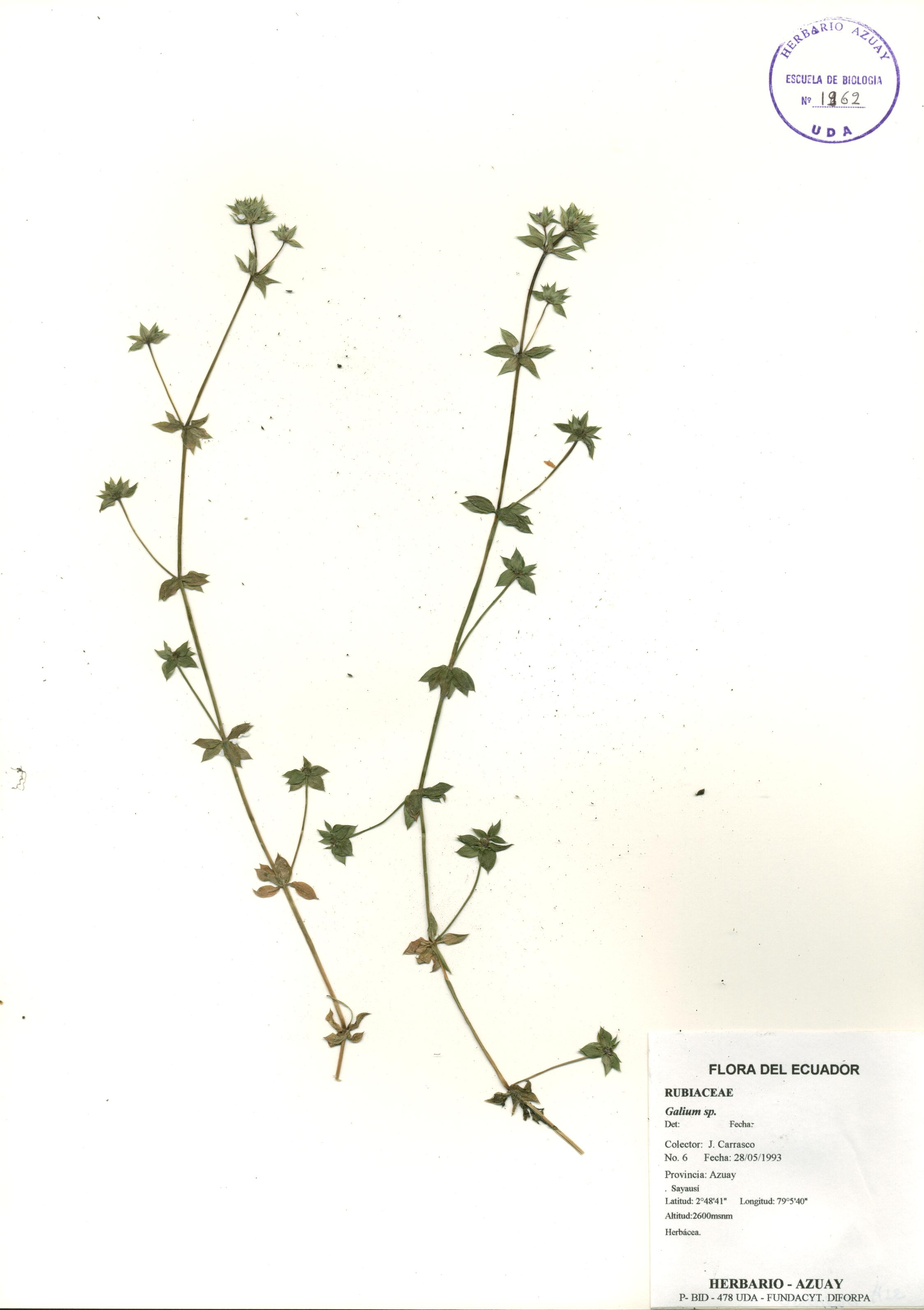 Galium sp. SIN DETERMINAR
