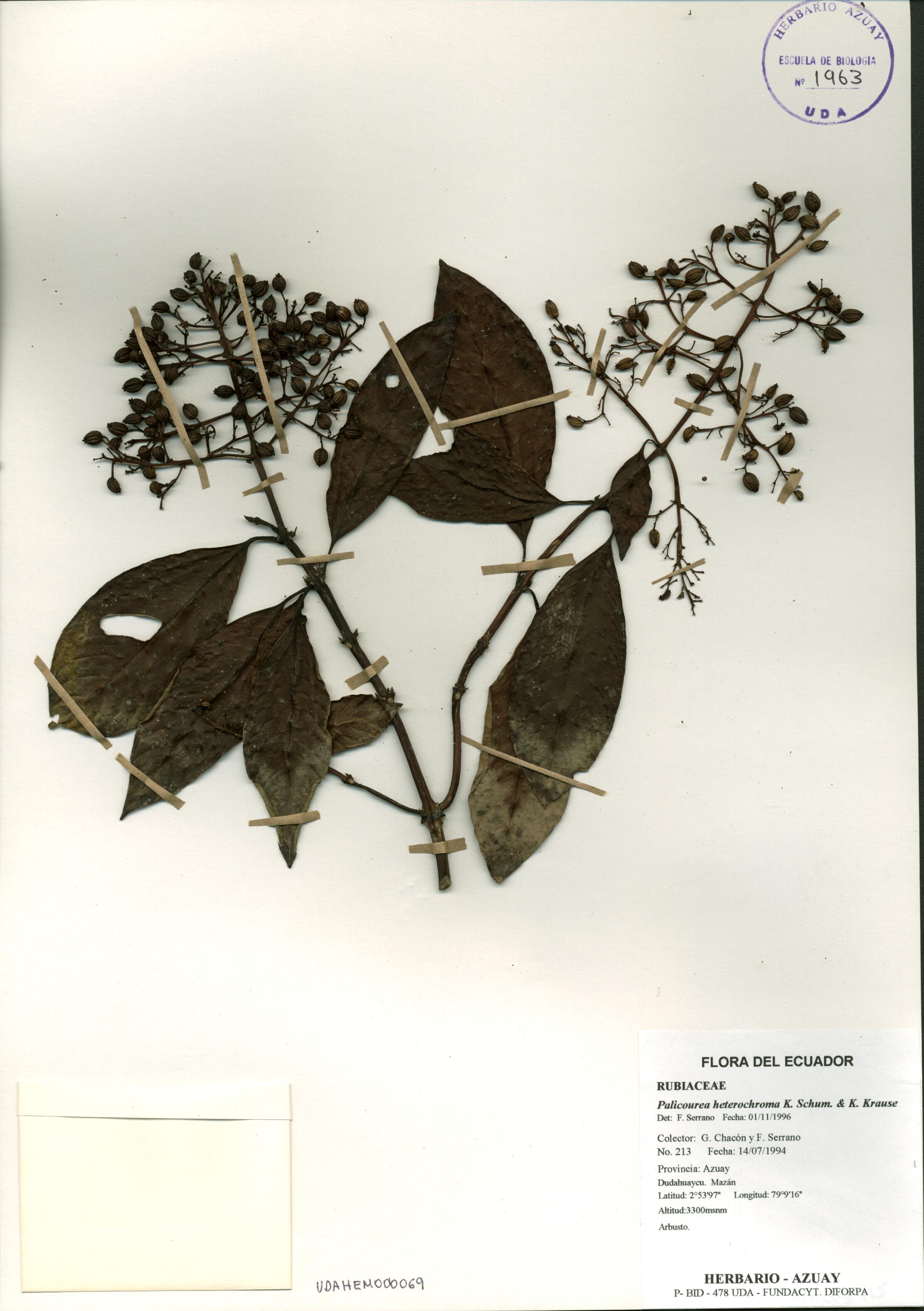 Palicourea heterochroma K. Schum. & K. Krause