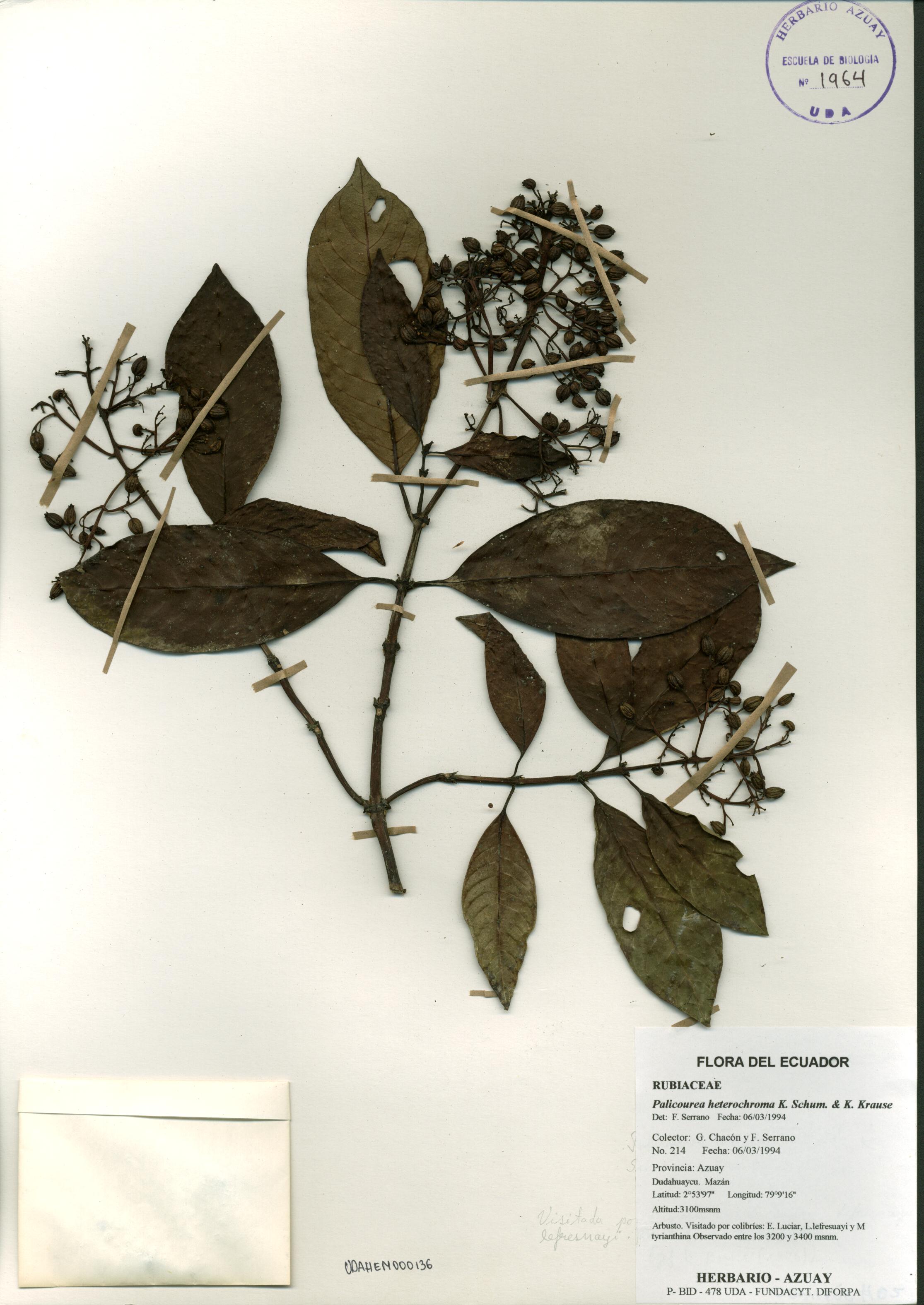 Palicourea heterochroma K. Schum. & K. Krause