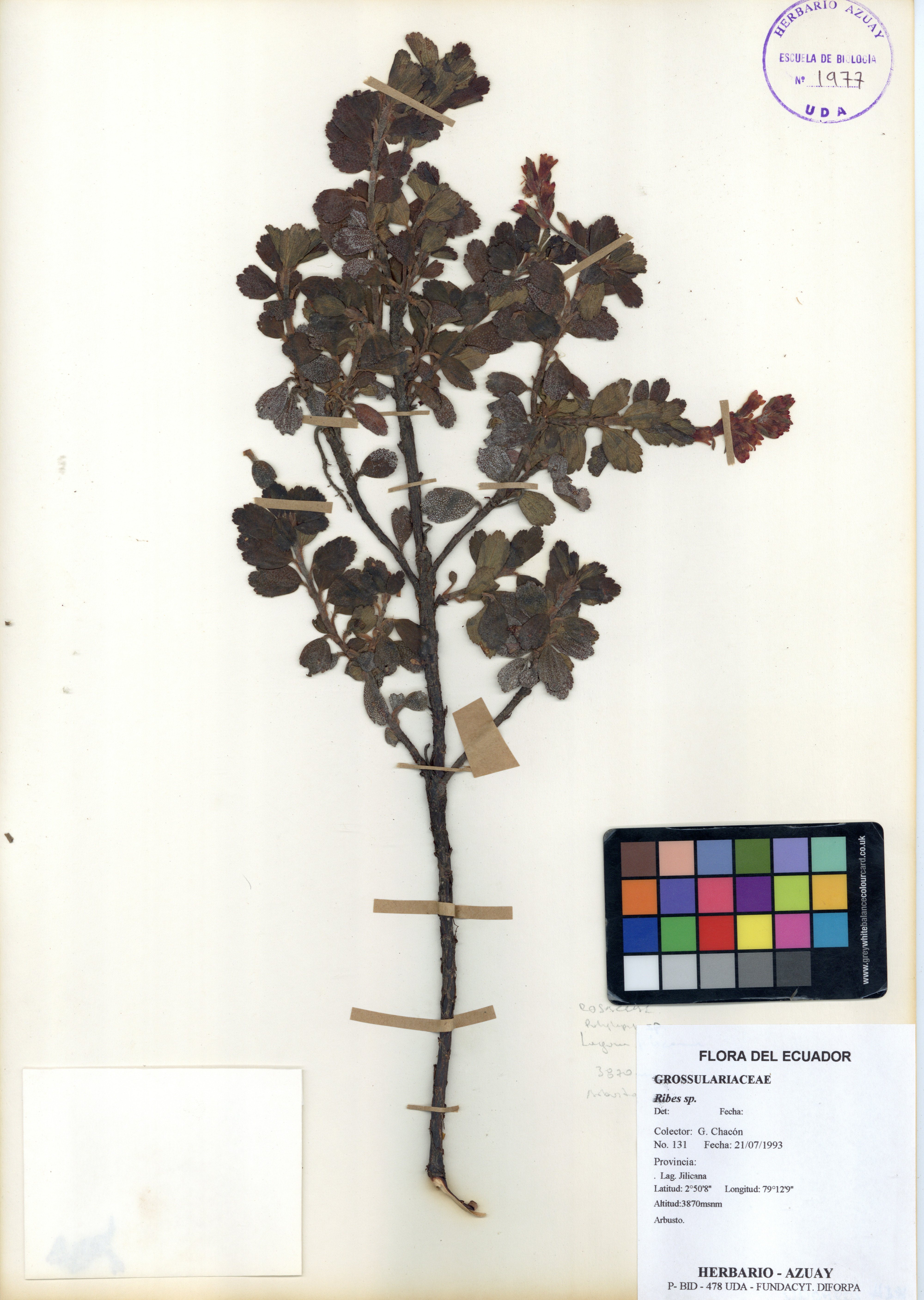 Ribes sp. SIN DETERMINAR