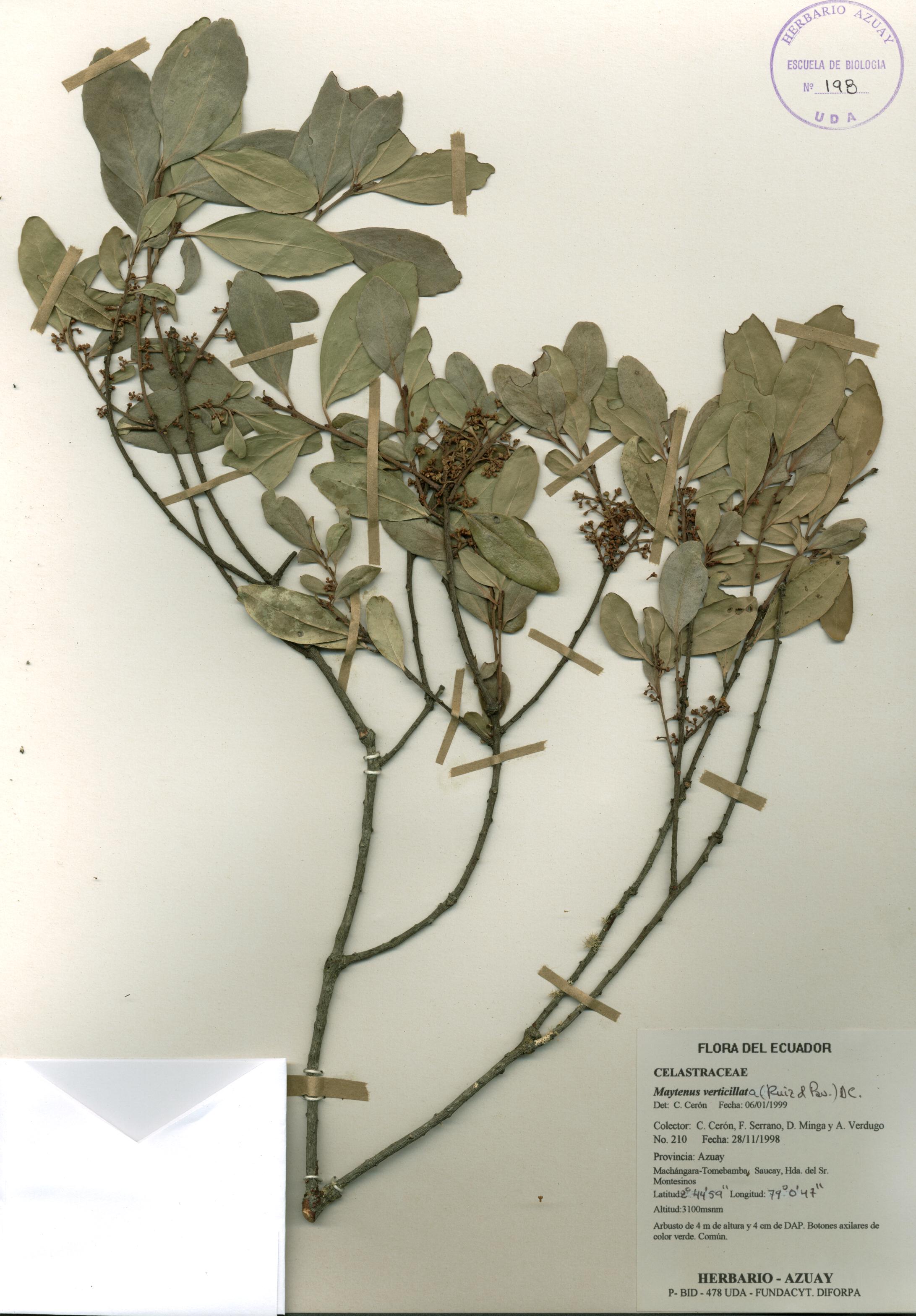 Maytenus verticillata (Ruiz & Pav.) DC.