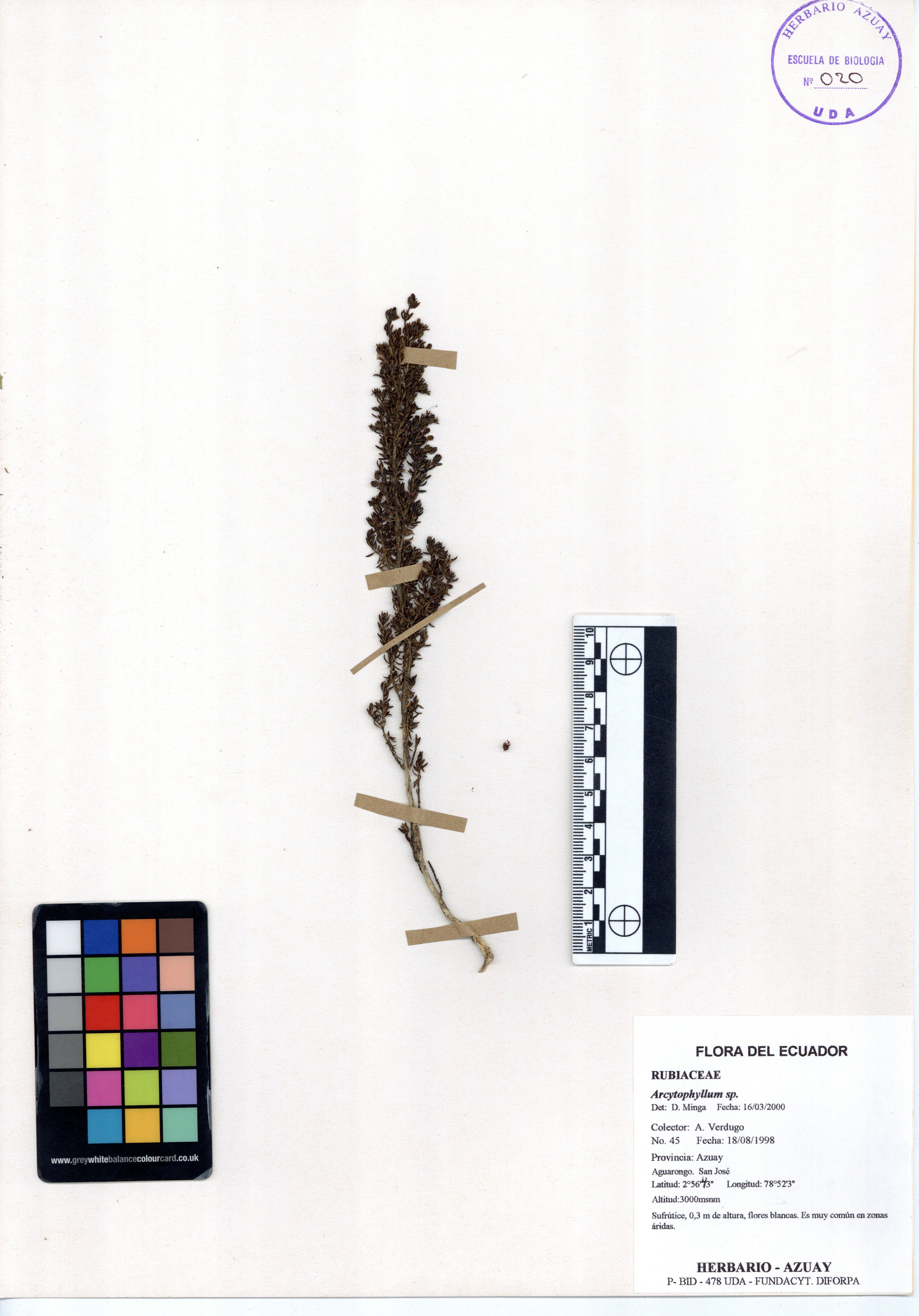 Arcytophyllum sp. SIN DETERMINAR