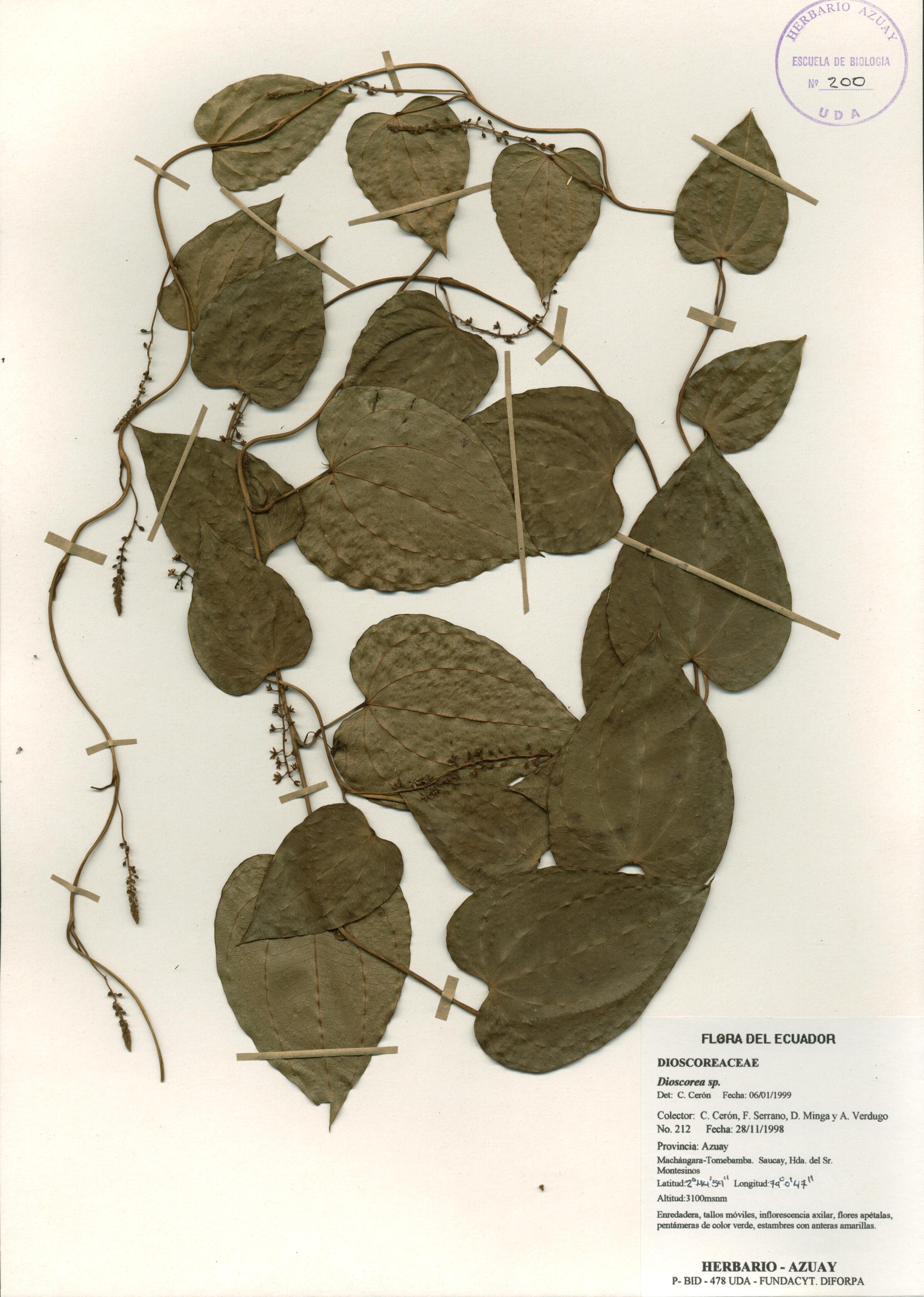 Dioscorea sp. SIN DETERMINAR